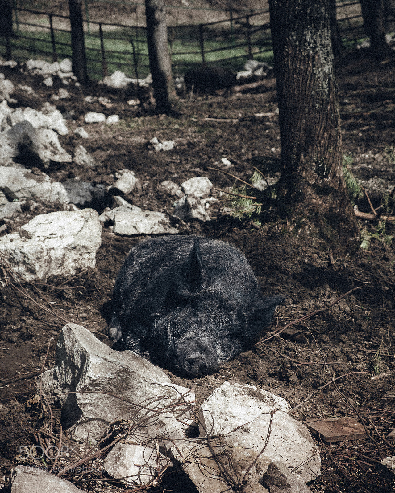 Fujifilm X-T2 sample photo. Wild boar sleeping photography