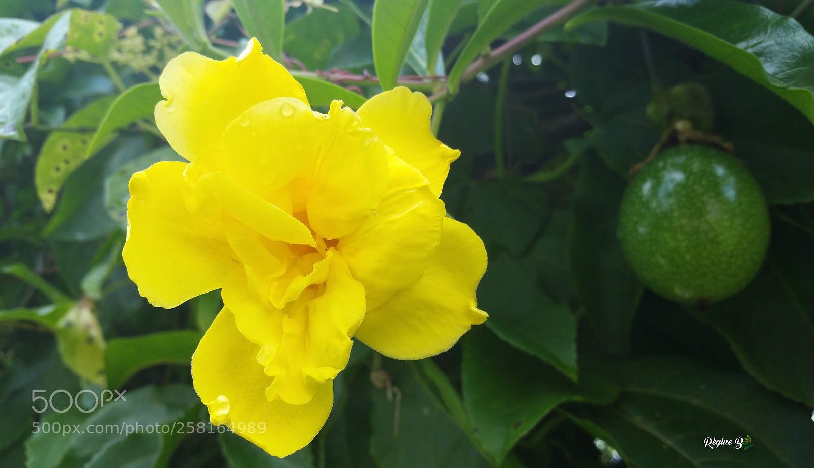 Samsung Galaxy Note4 sample photo. Alamanda flower photography