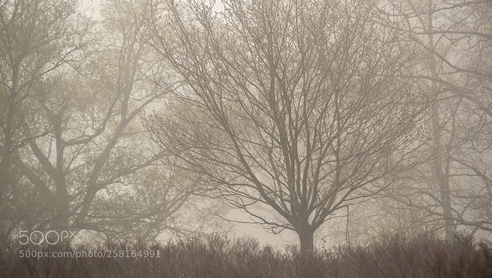 Sony a7R III sample photo. Tree silhouettes photography