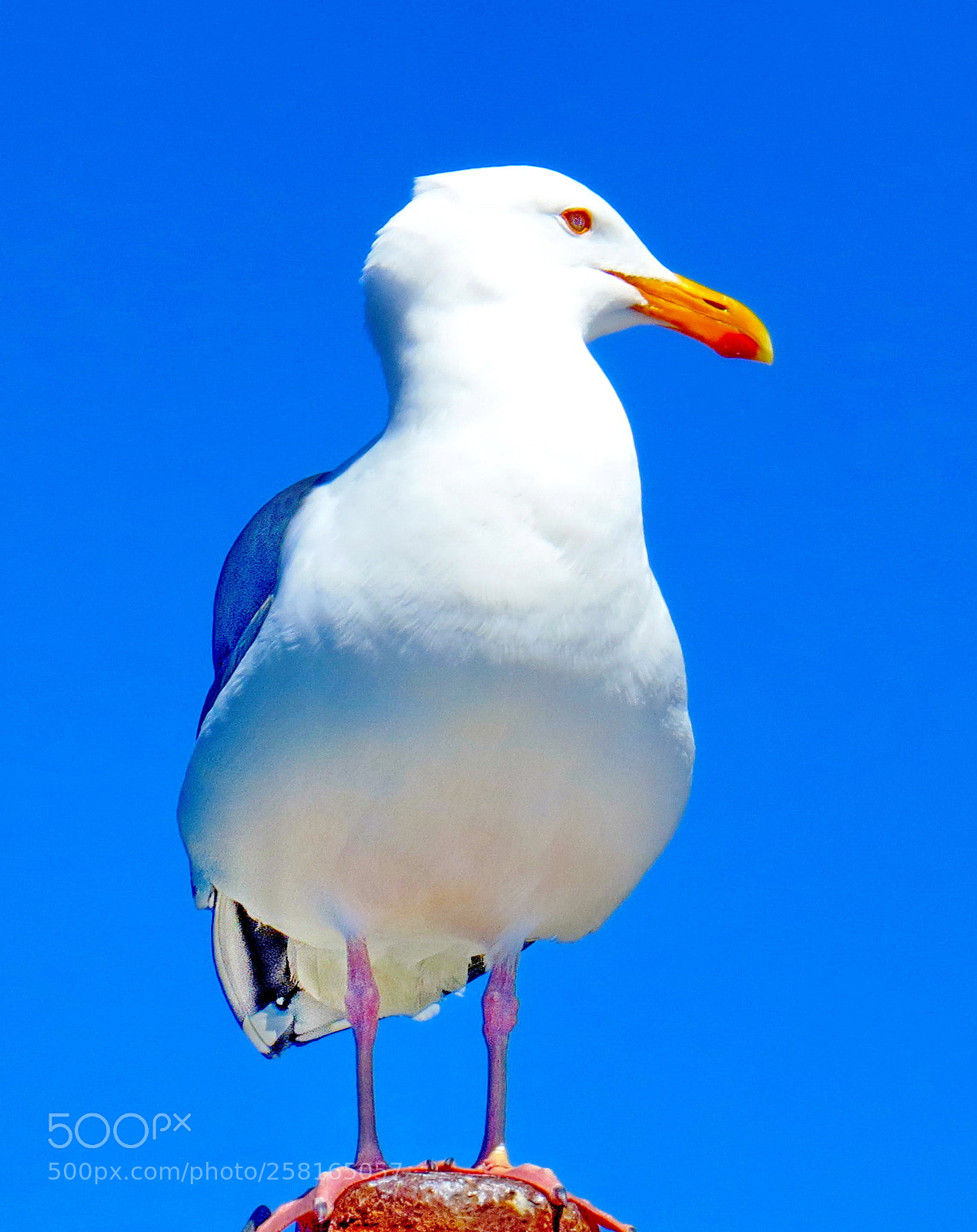 Canon PowerShot SX50 HS sample photo. A seagull watching the photography