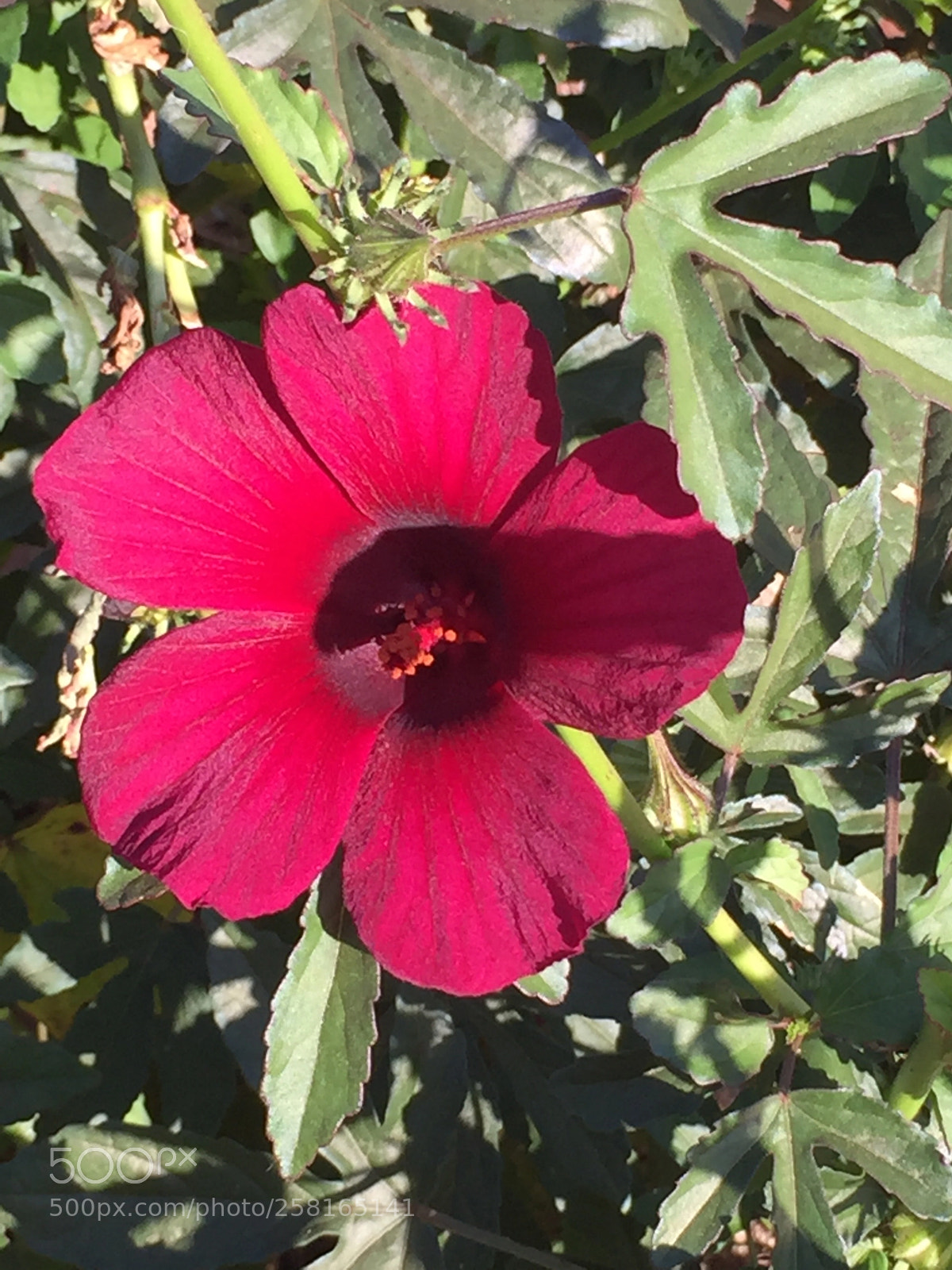 Apple iPhone 6 sample photo. Untitled photography