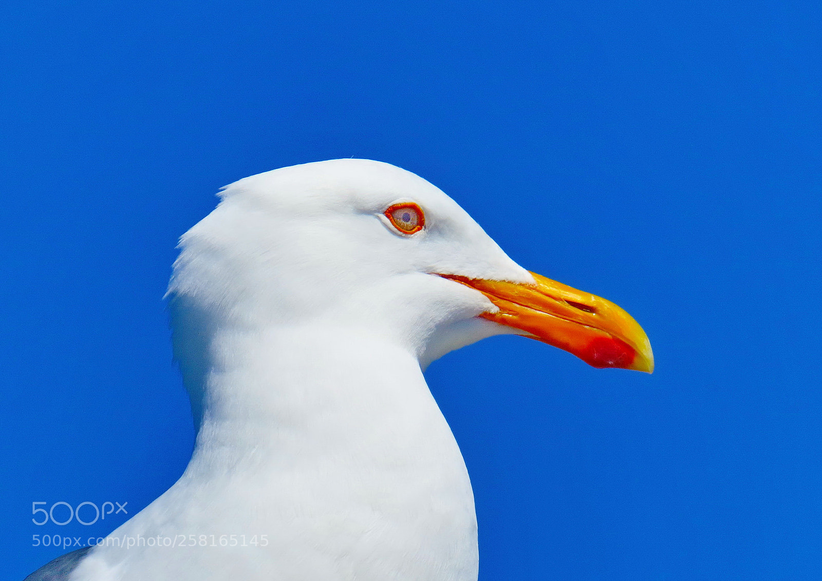 Canon PowerShot SX50 HS sample photo. Seagull watching the ocean photography