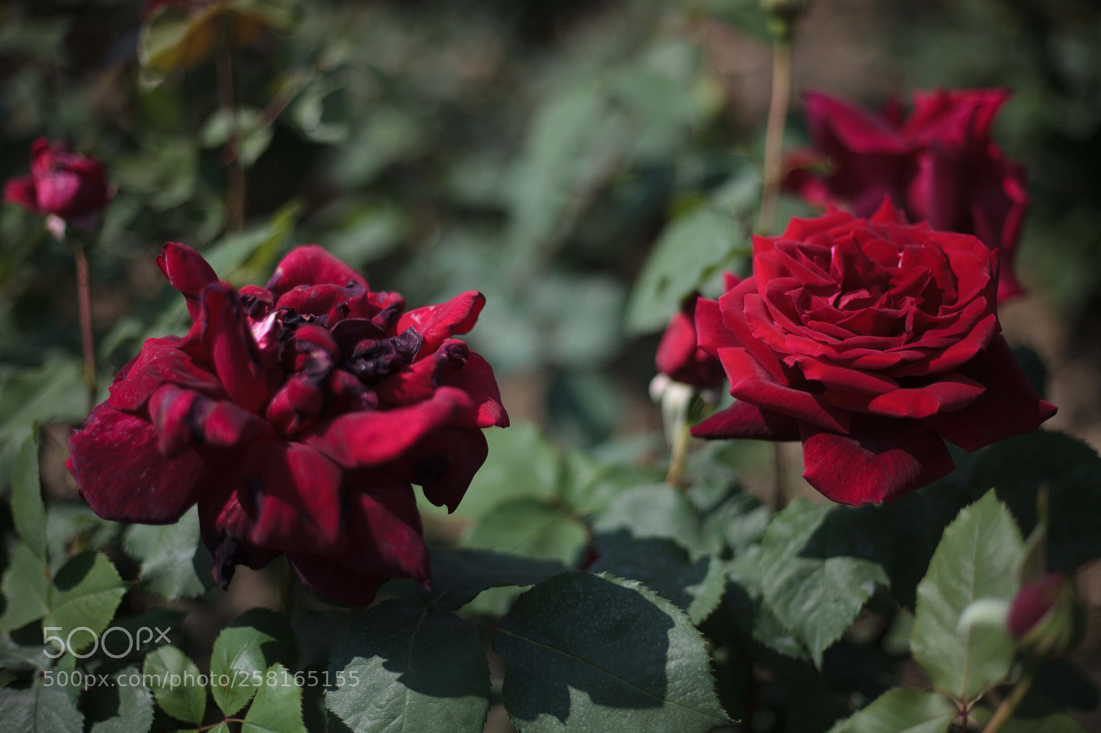 Canon EOS 5D Mark II sample photo. Wilted photography