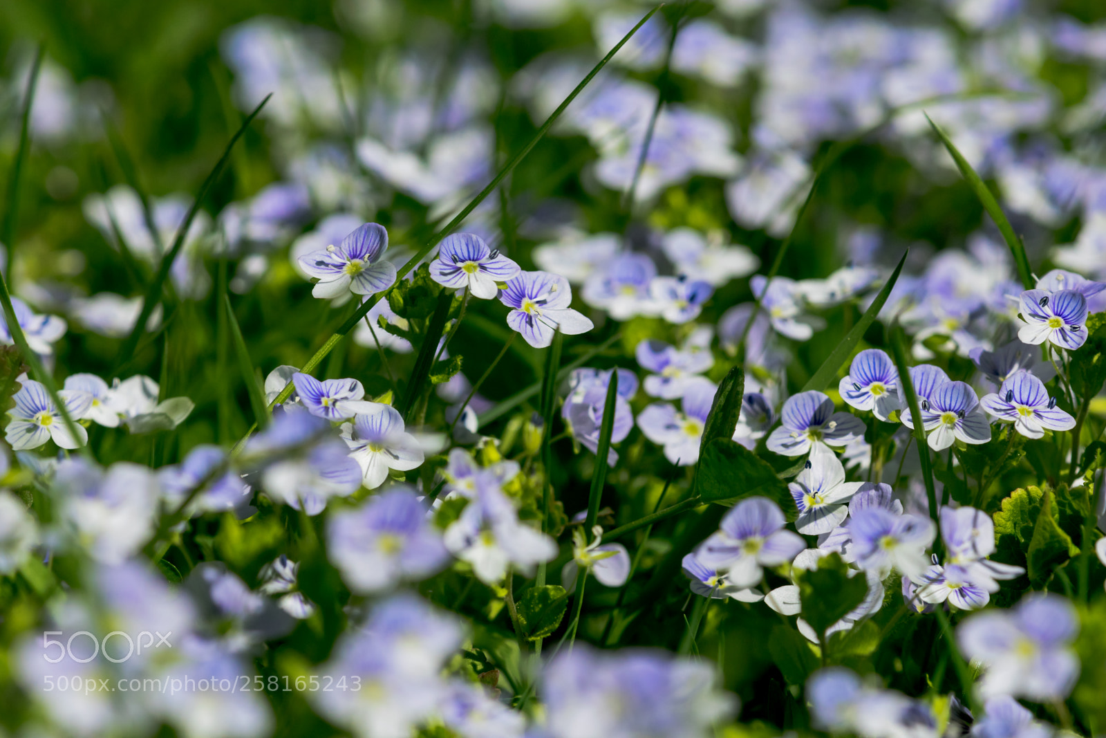 Nikon D3300 sample photo. Veronica meadow photography