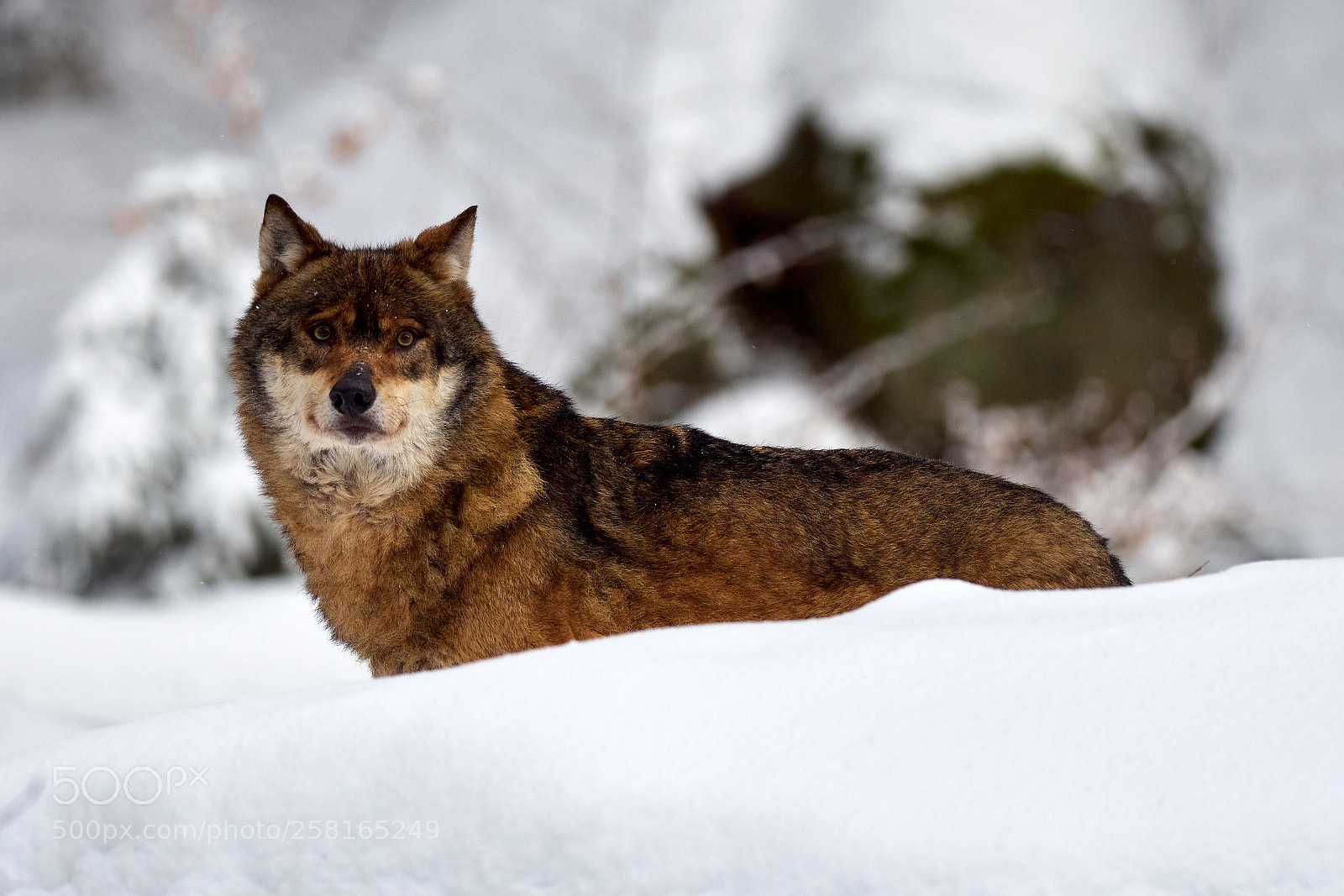 Olympus OM-D E-M5 sample photo. Wolf photography