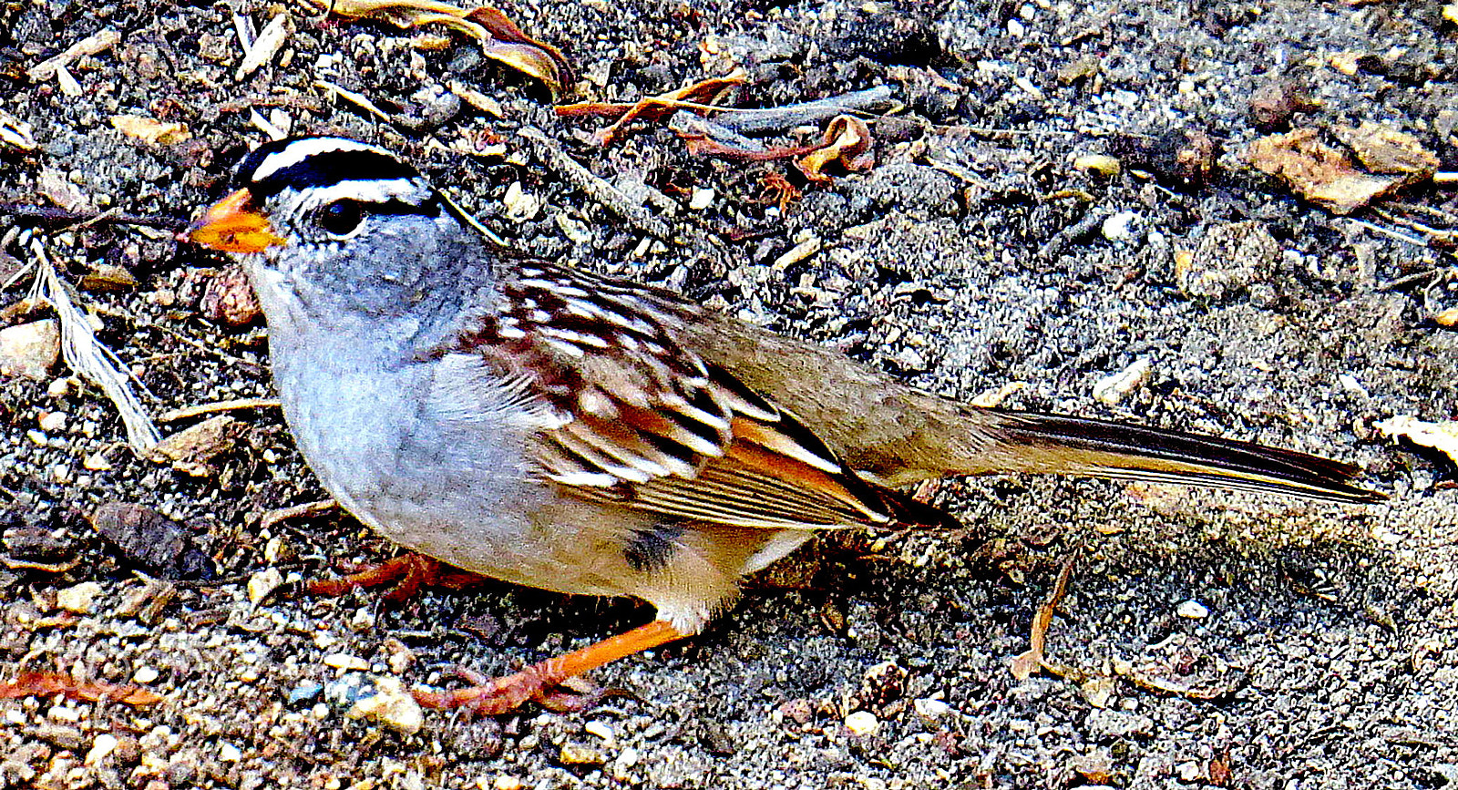Canon PowerShot SX50 HS sample photo. A little bird walking photography
