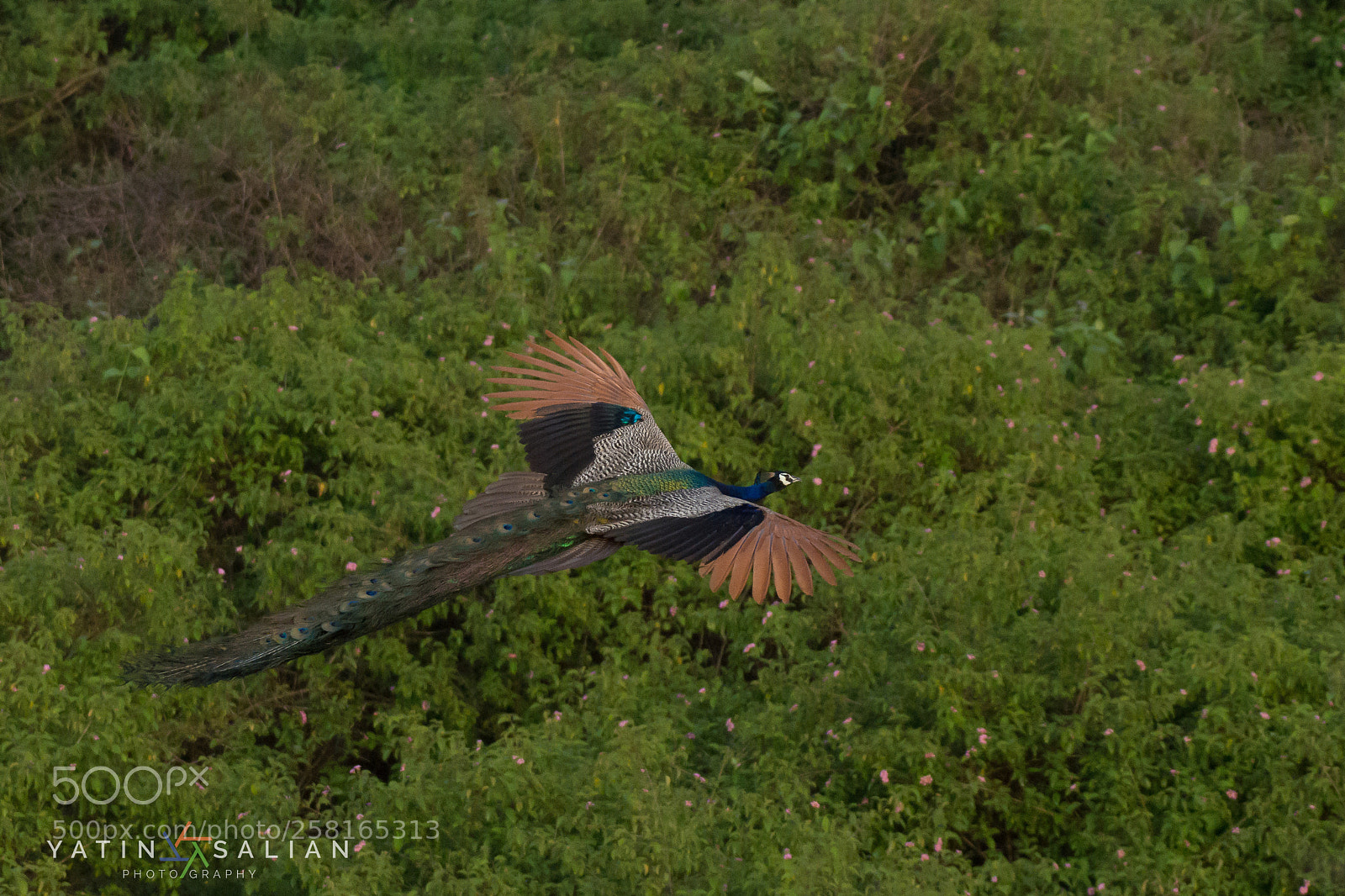 Nikon D7200 sample photo. Morning flight photography
