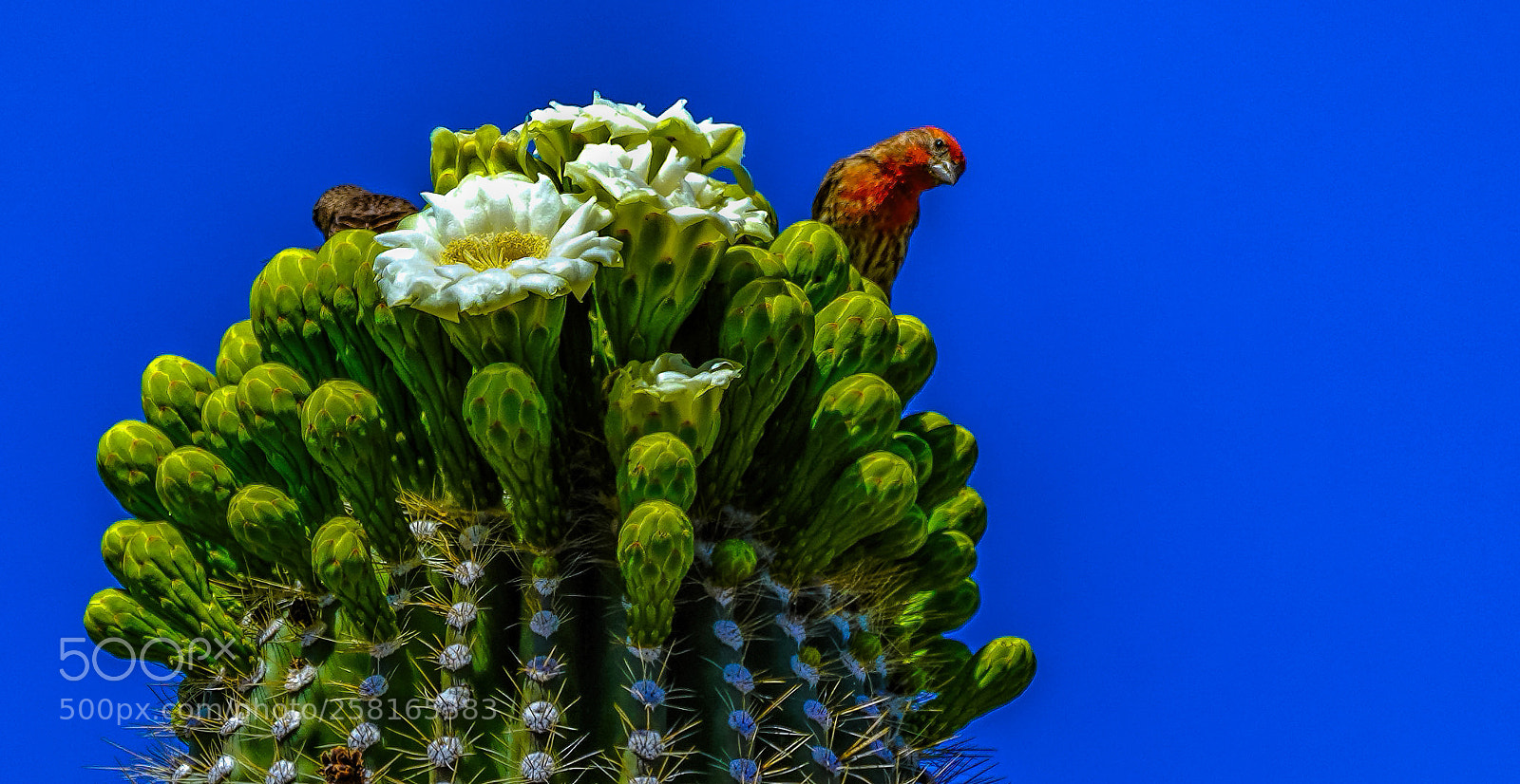 Sony a7R III sample photo. The curious mr. finch photography
