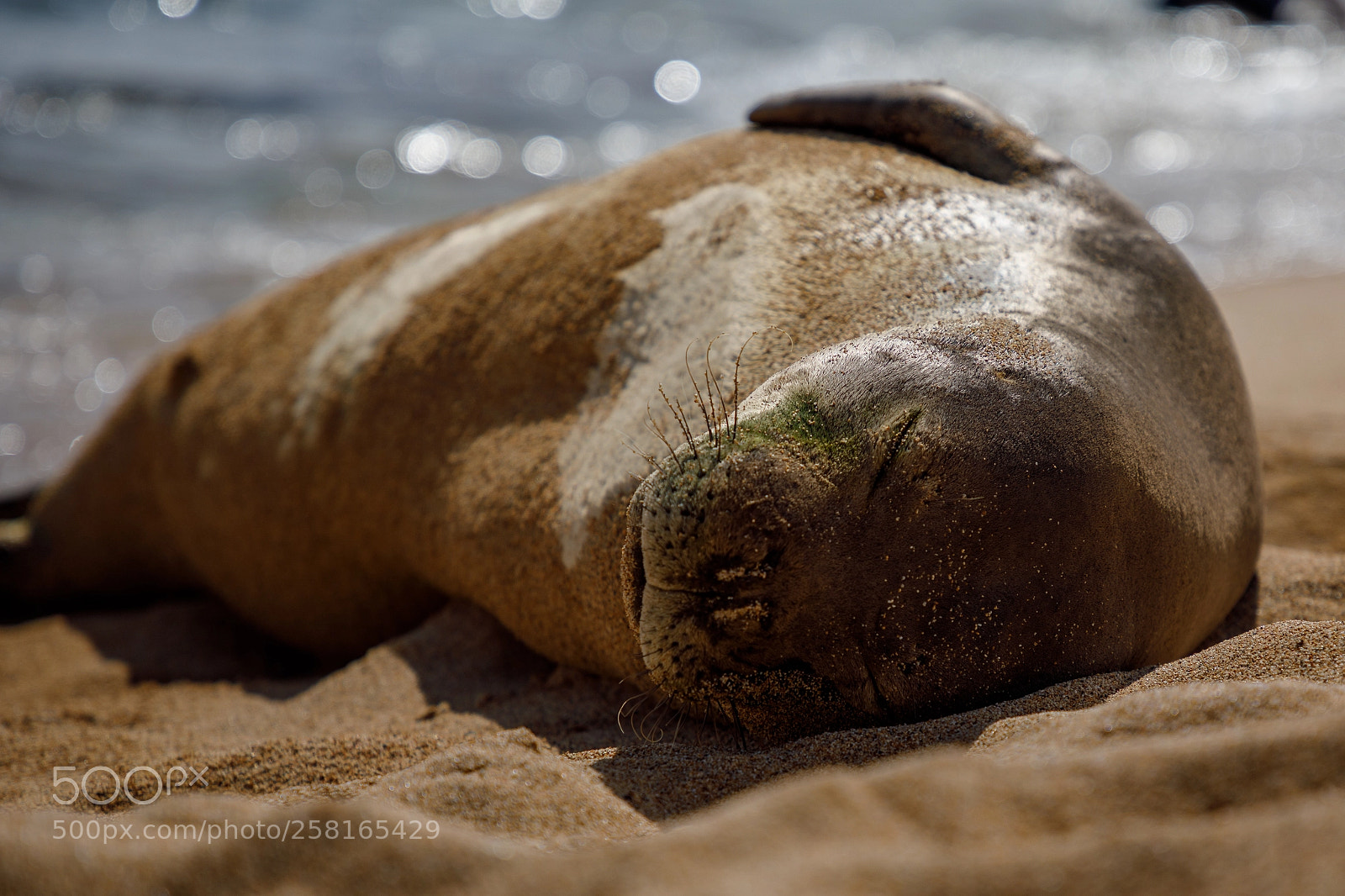 Canon EOS 5D Mark IV sample photo. Kauai monk photography