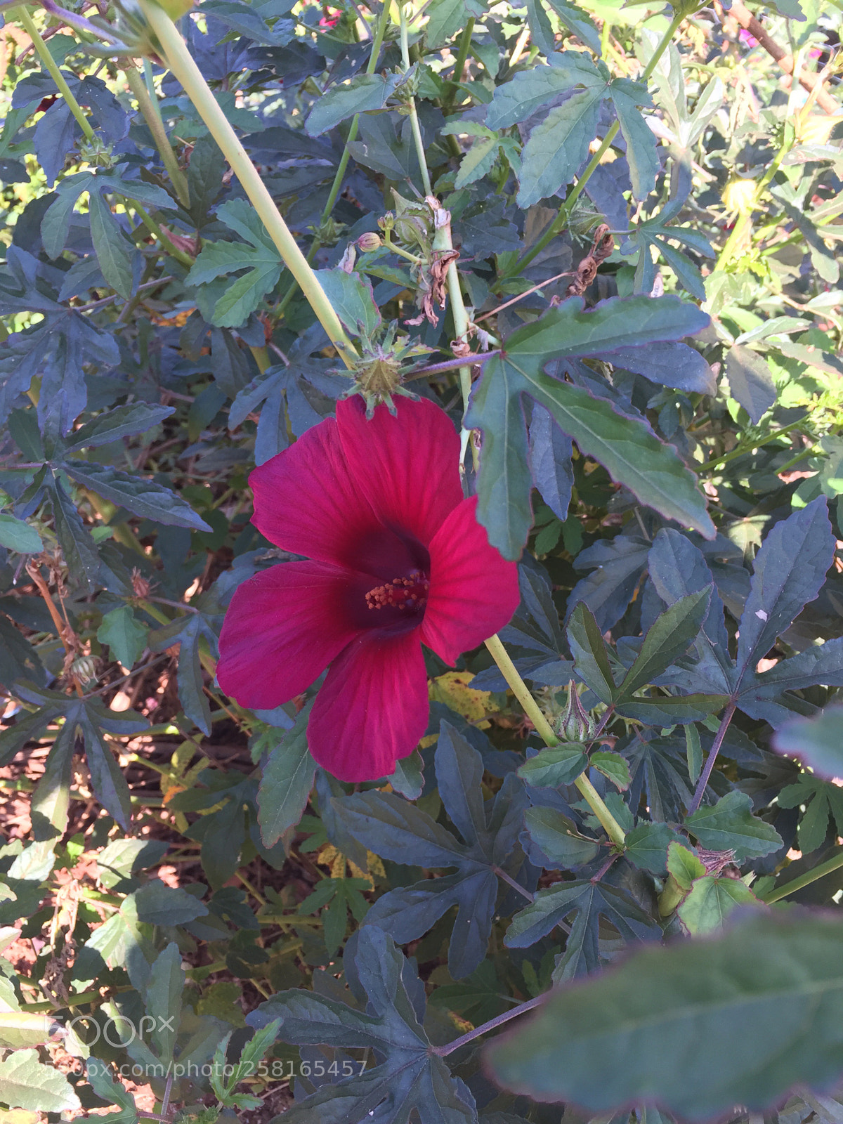 Apple iPhone 6 sample photo. Untitled photography