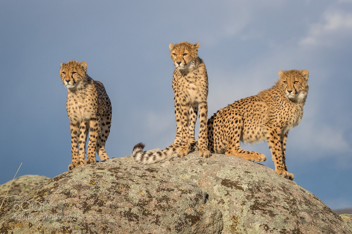Canon EOS-1D X Mark II sample photo. Three cheetahs photography