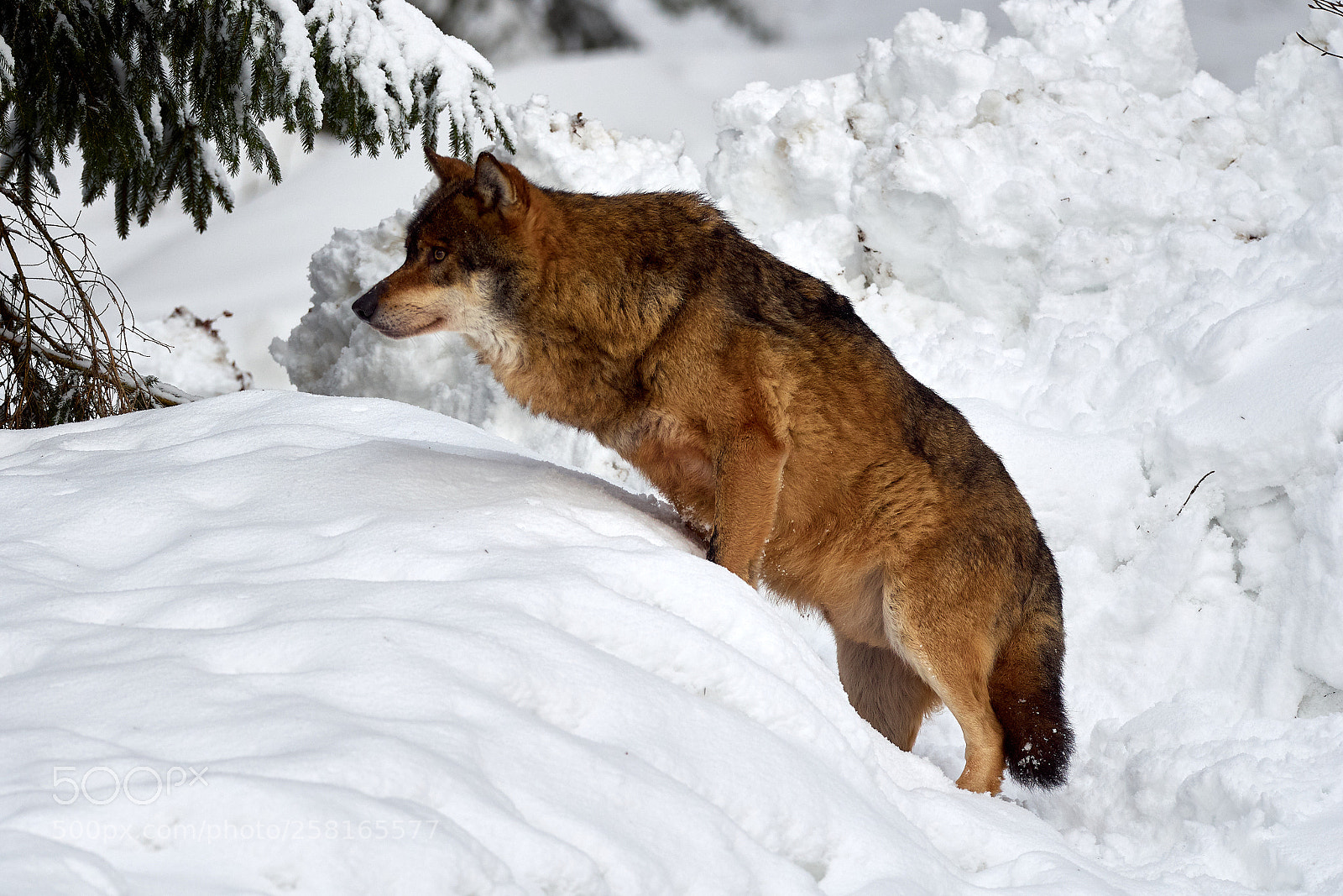 Olympus OM-D E-M5 sample photo. Wolf photography