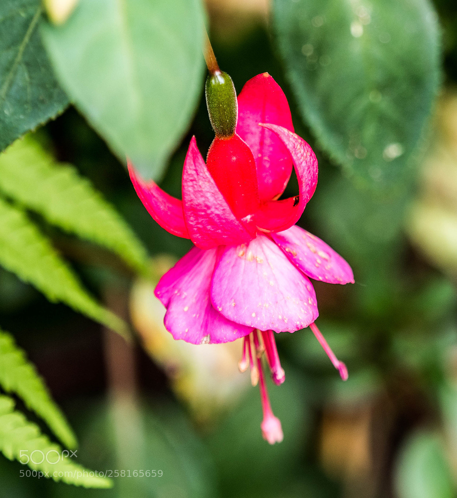 Olympus OM-D E-M5 II sample photo. Olympus digital camera photography