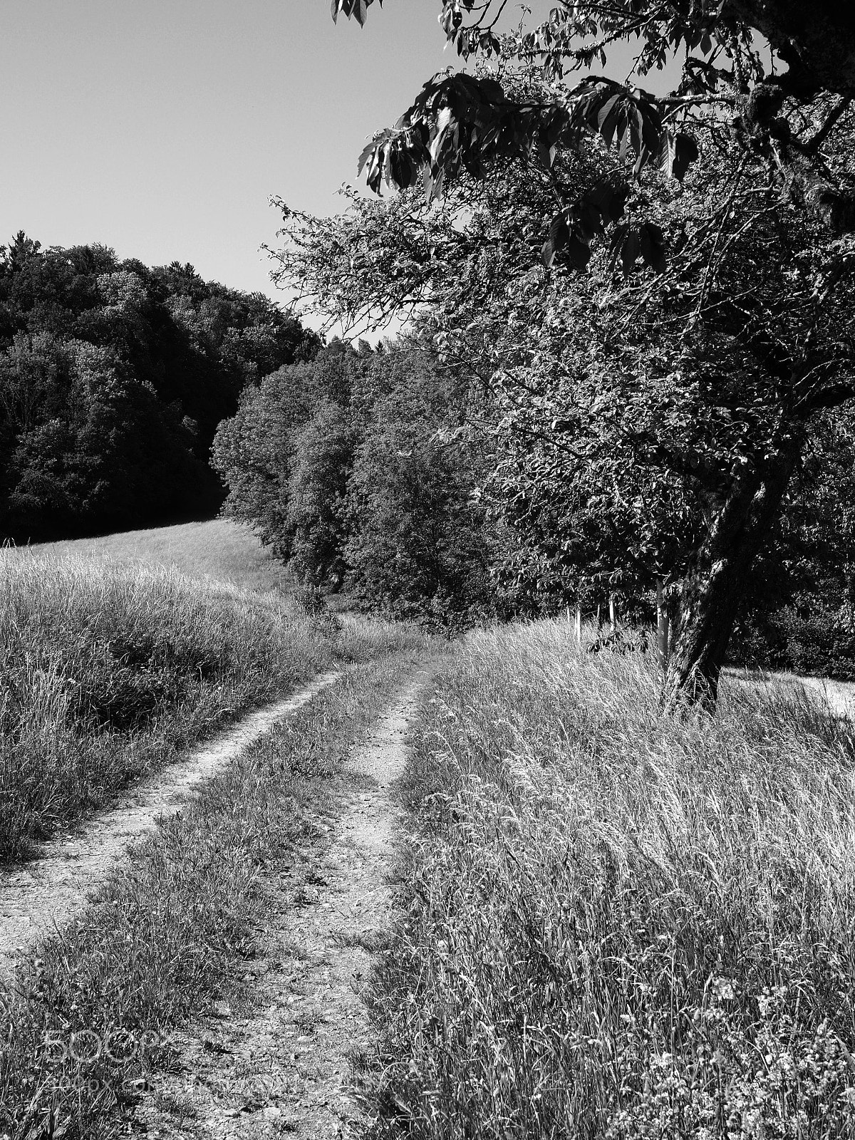 Olympus OM-D E-M10 II sample photo. Into the woods photography