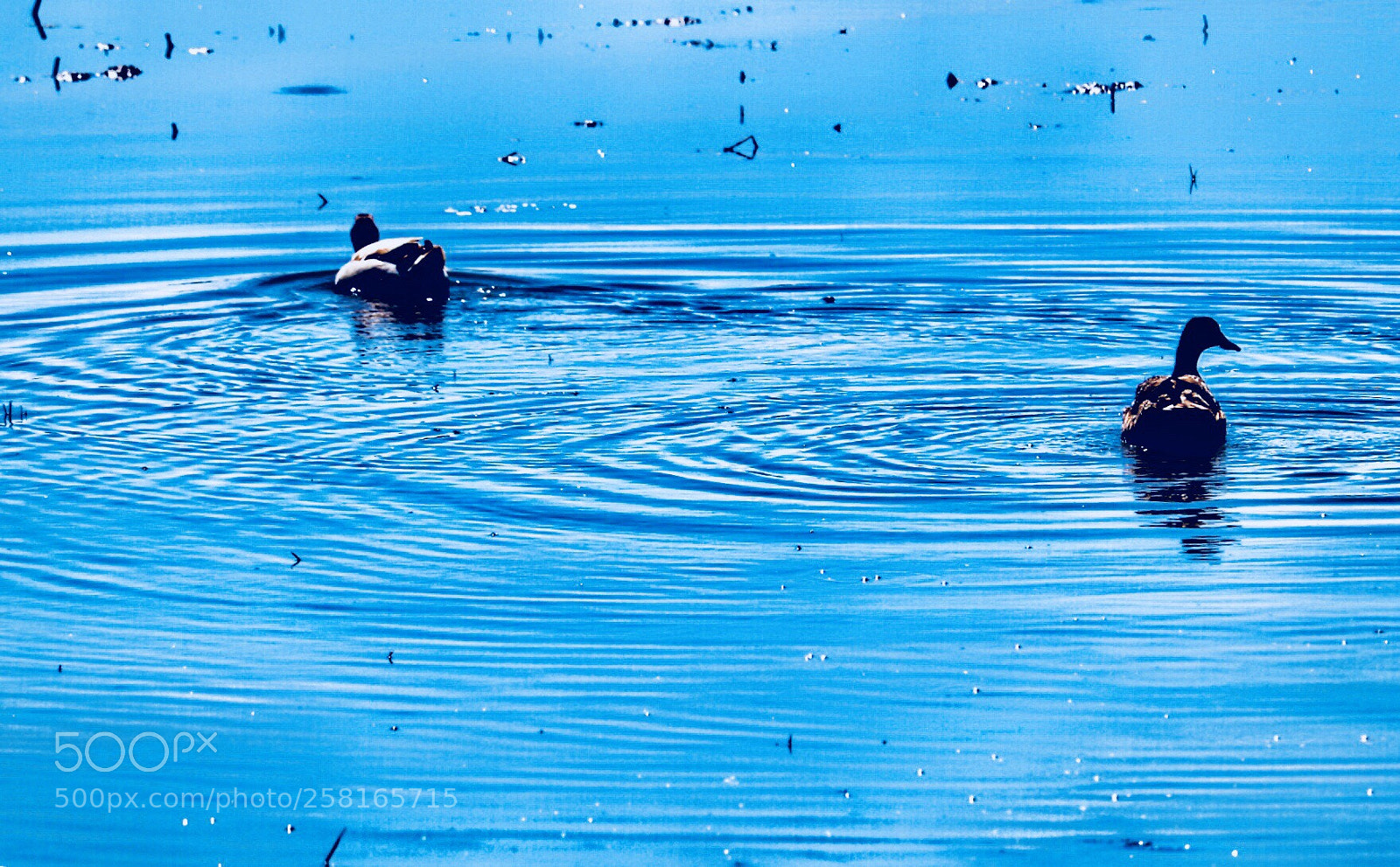 Canon EOS 750D (EOS Rebel T6i / EOS Kiss X8i) sample photo. Lake photography
