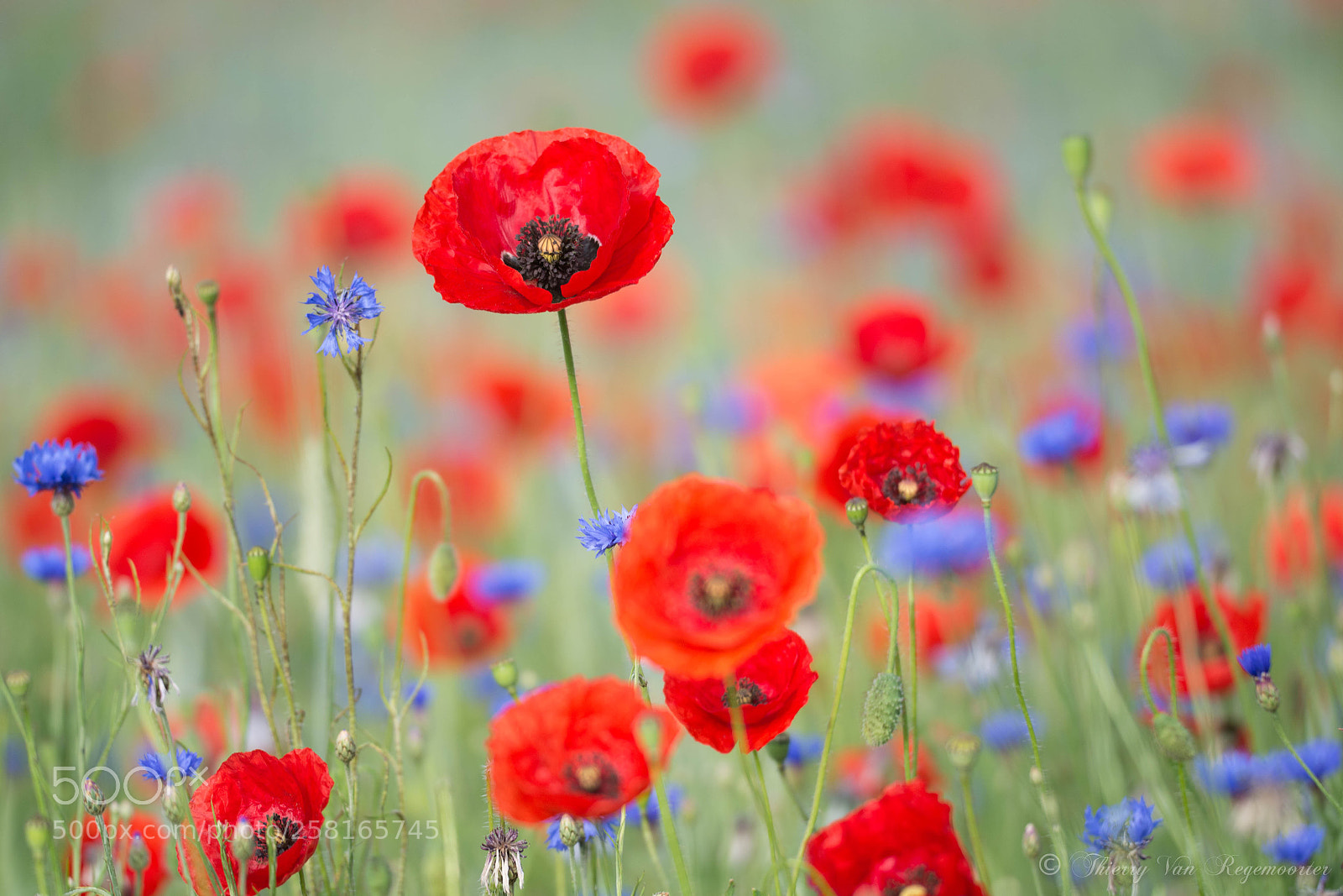 Nikon D7100 sample photo. Coquelicot photography