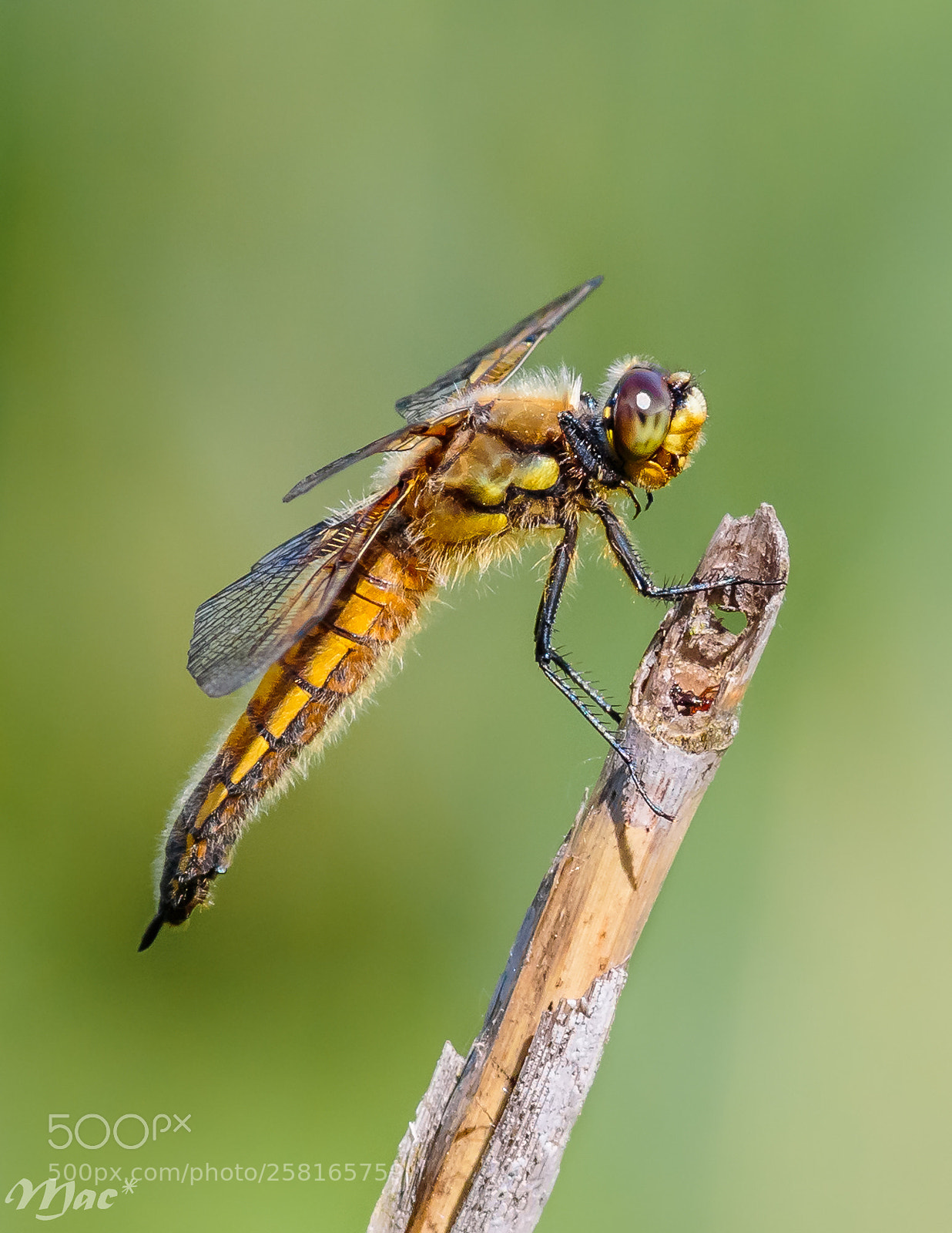 Canon EOS 7D Mark II sample photo. Four-spotted chaser-viervlek photography