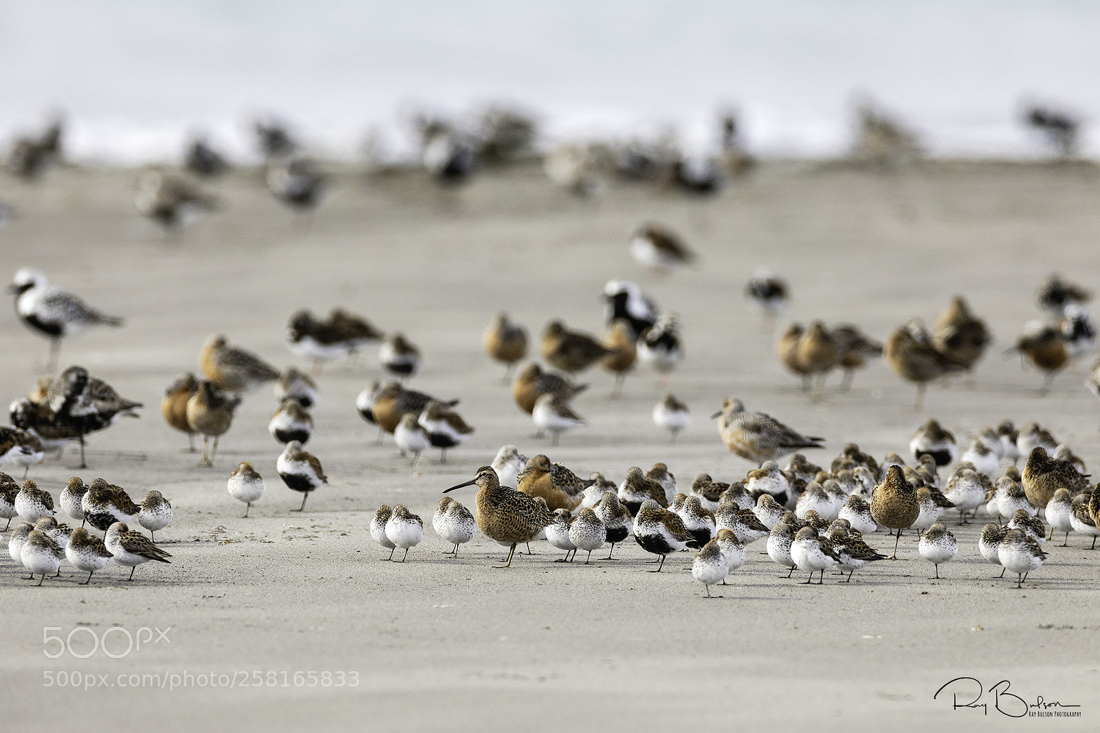 Canon EOS 5D Mark IV sample photo. Bird potpourri photography