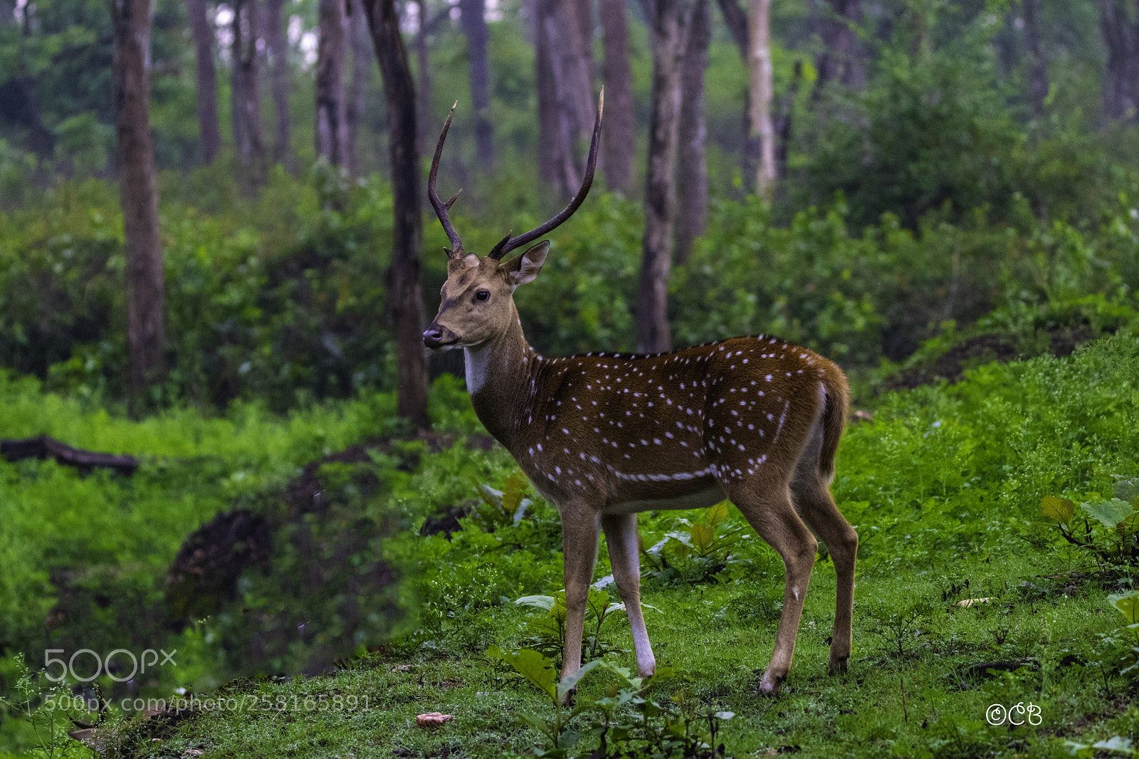 Canon EOS 80D sample photo. Oh deer ! photography