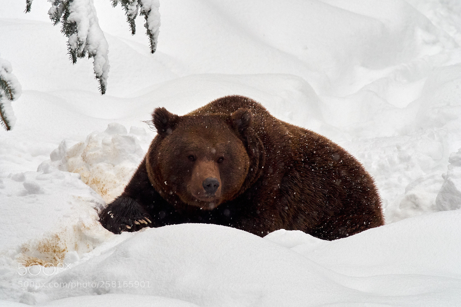 Olympus OM-D E-M5 sample photo. Brown bear photography