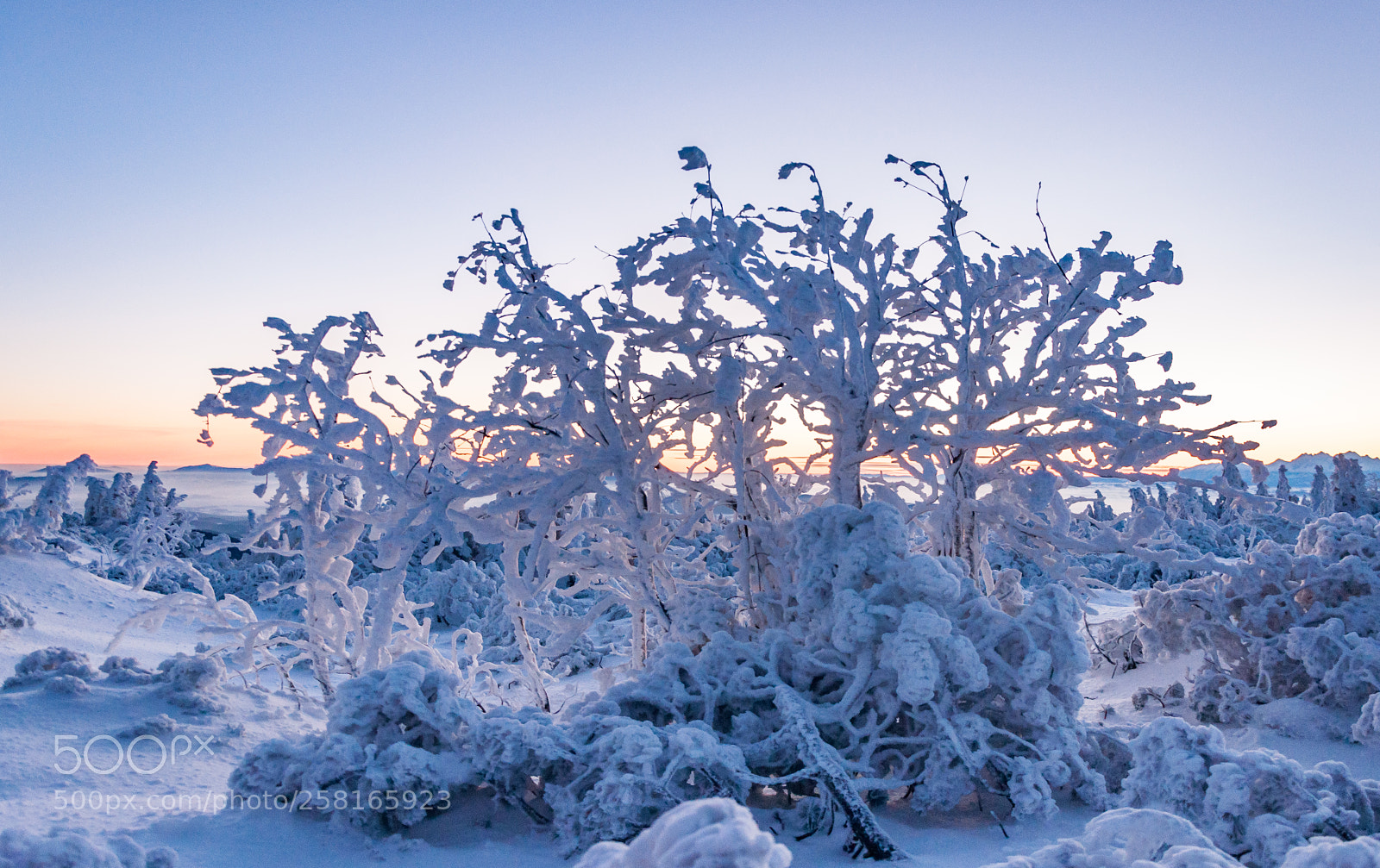 Nikon D90 sample photo. Winter bush photography