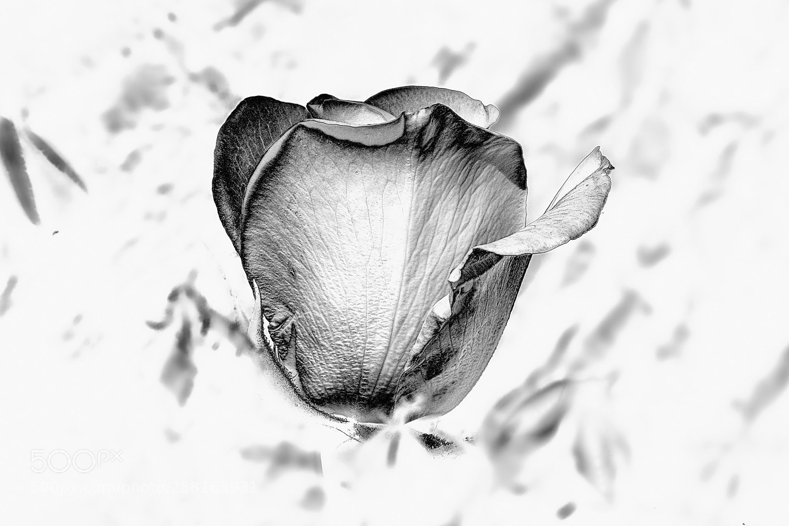 Nikon D810 sample photo. Rose photography