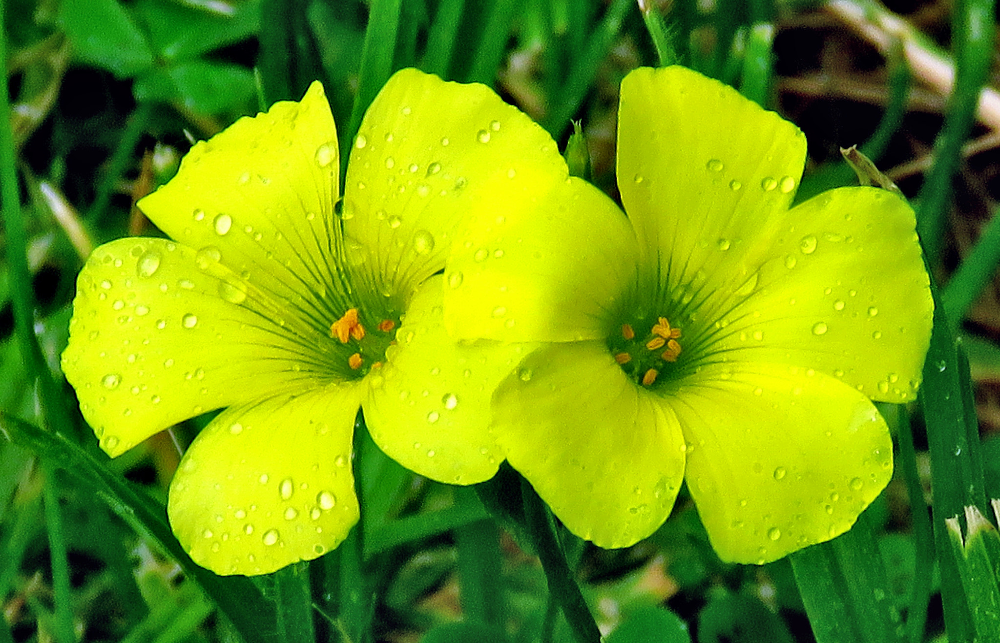 3.8 - 247.0 mm sample photo. Two yellow daisies photography