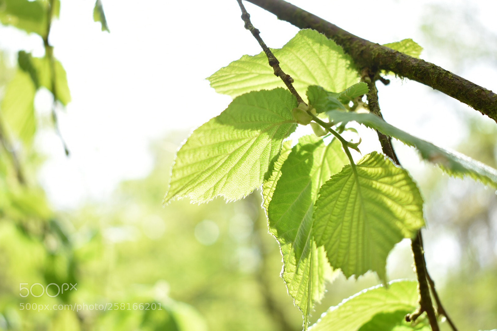 Nikon D3400 sample photo. Leaves ? photography