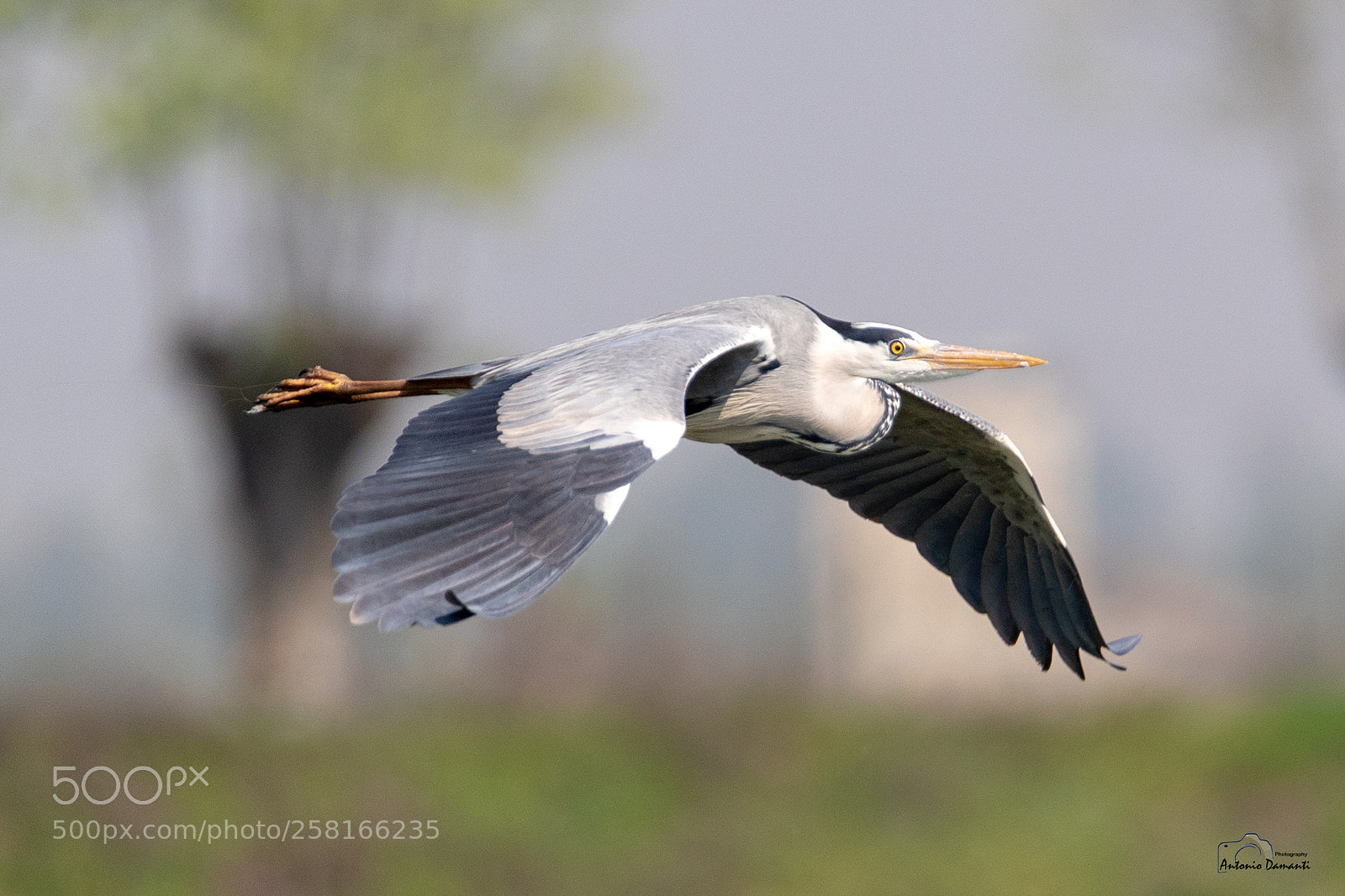 Canon EOS-1D X Mark II sample photo. Grey heron photography
