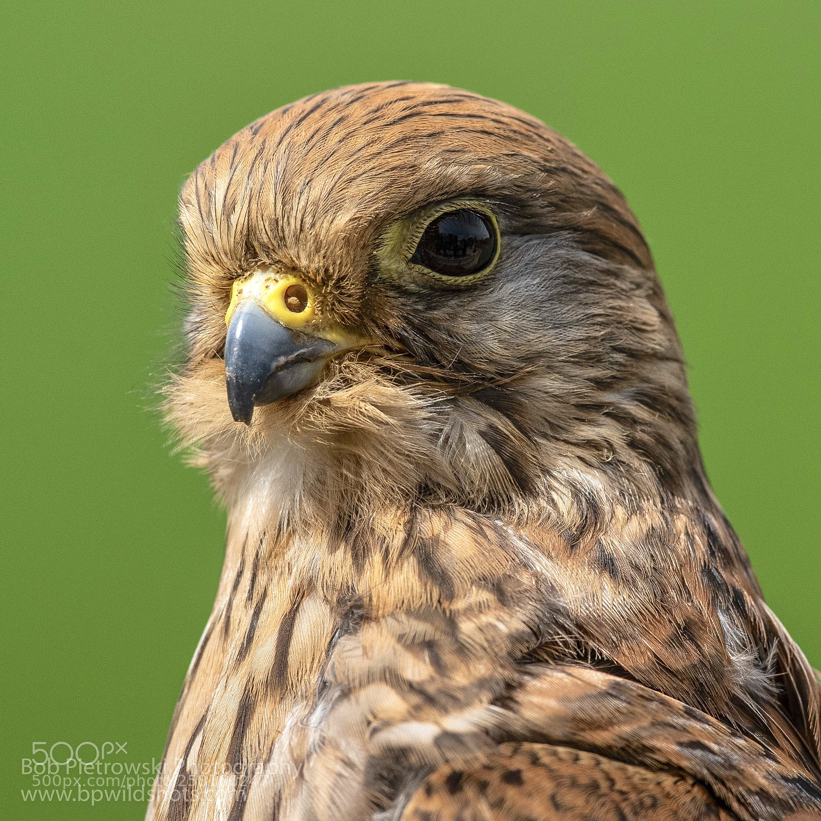 Nikon D500 sample photo. Captive kestrel photography