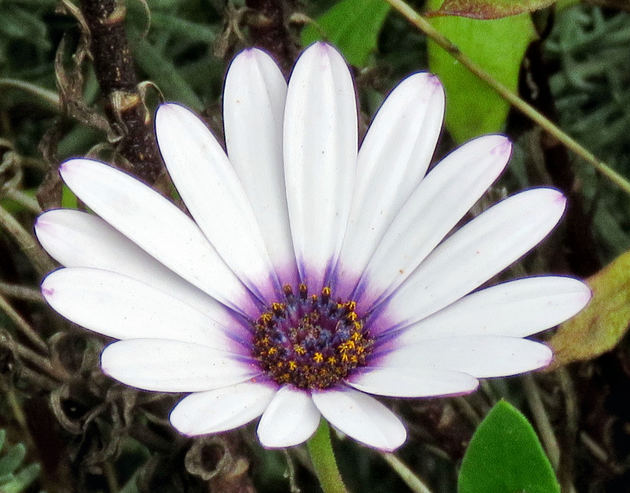 Canon PowerShot SX60 HS + 3.8 - 247.0 mm sample photo. A white and purple daisy flower photography