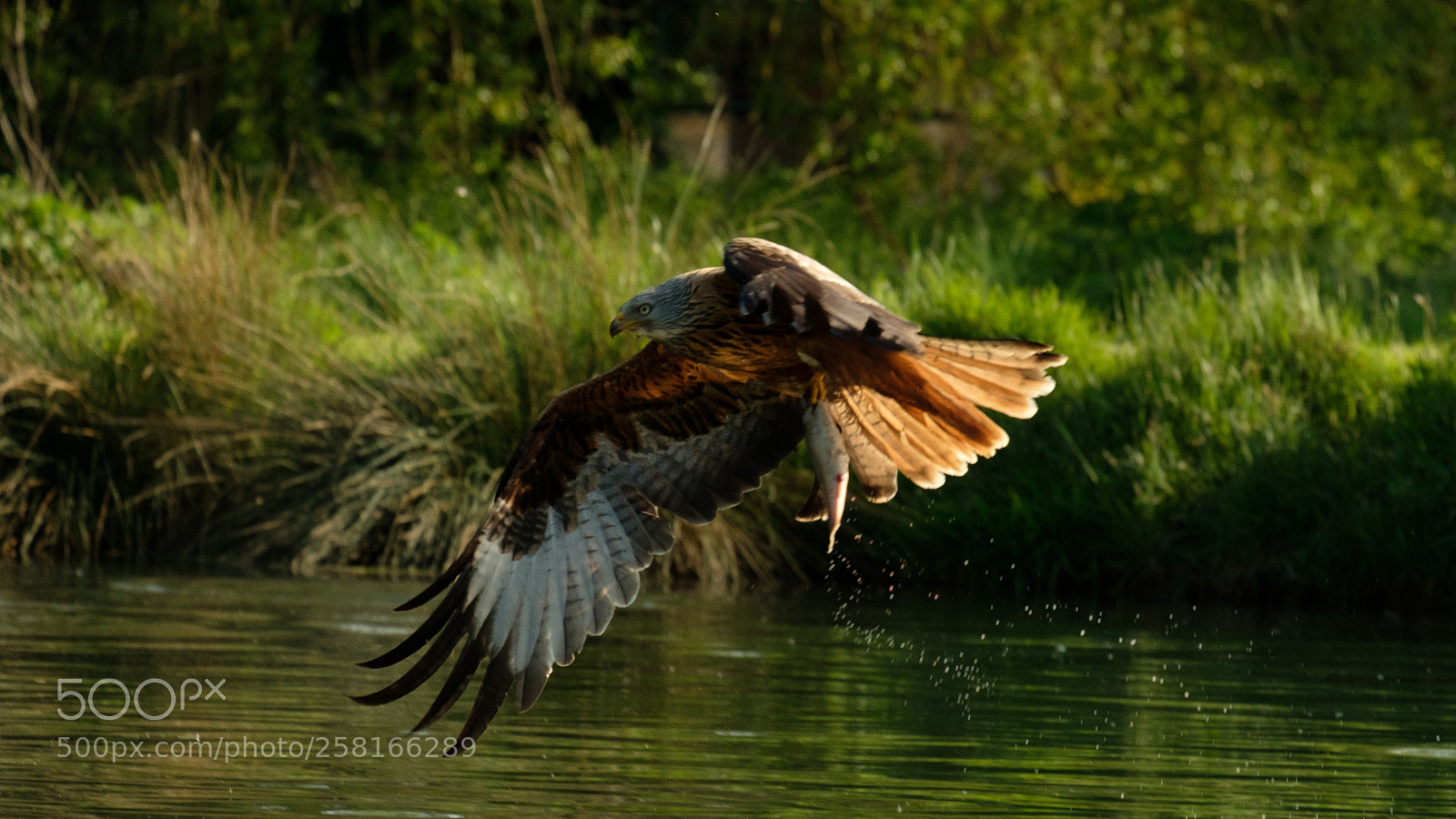 Fujifilm X-T2 sample photo. Red kite out fishing photography