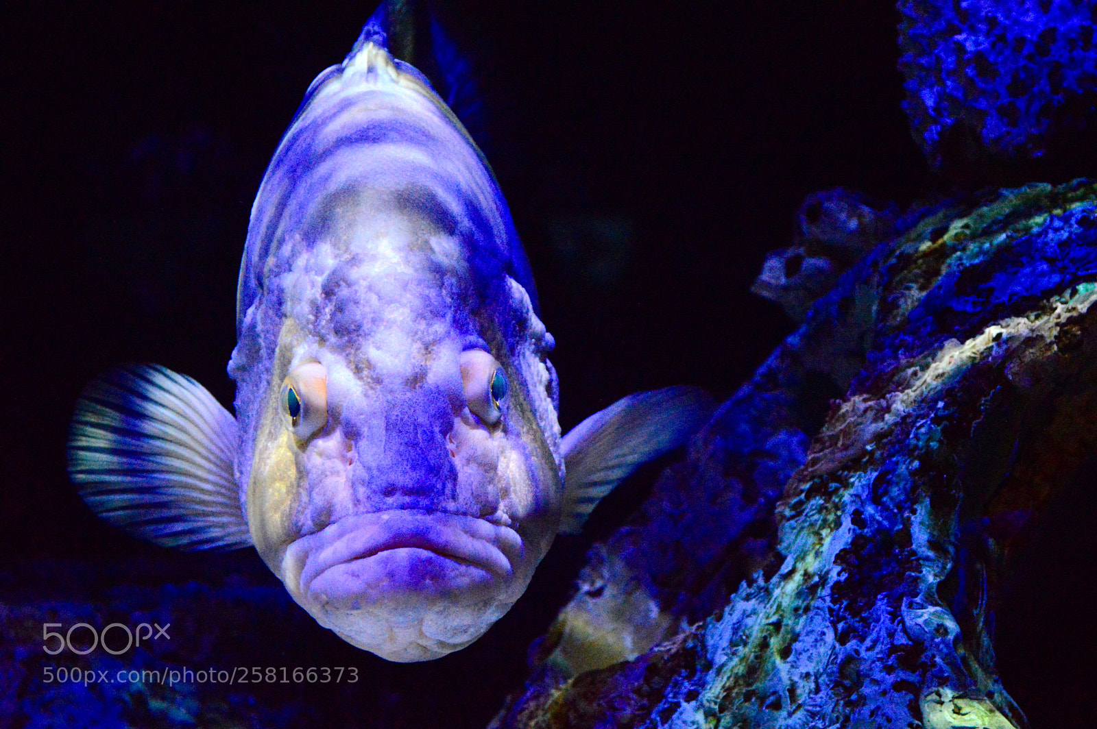 Nikon D3200 sample photo. Fish photography