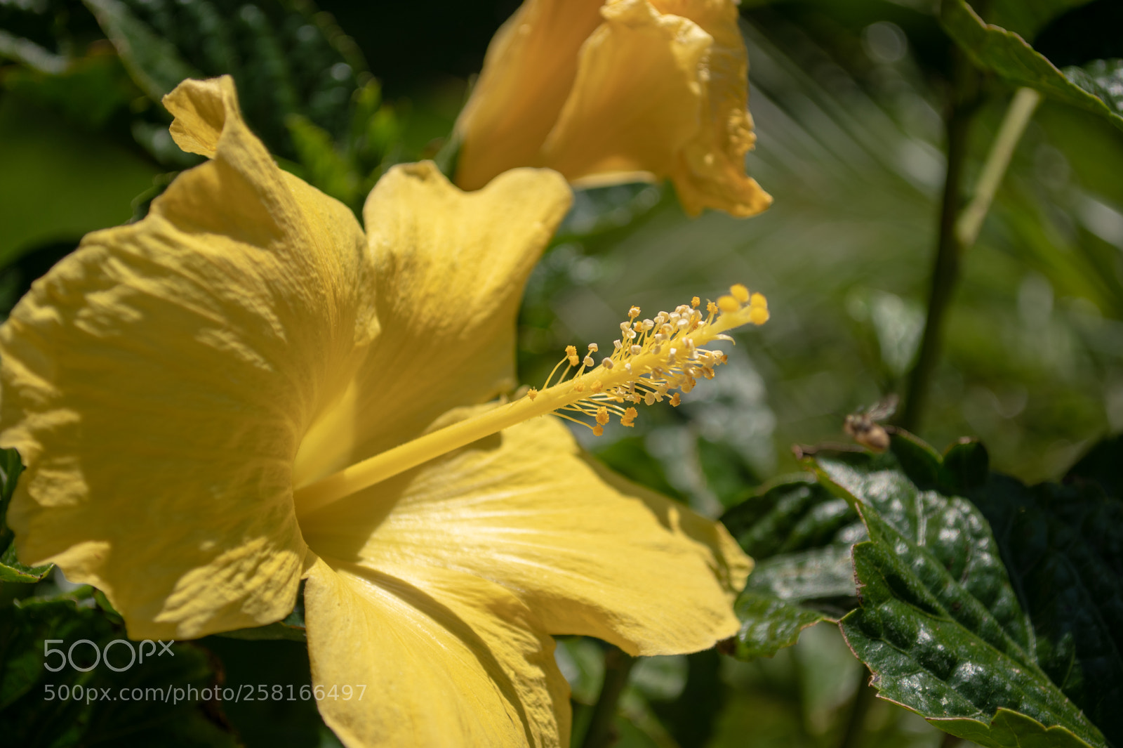 Nikon D850 sample photo. Smiling flower photography