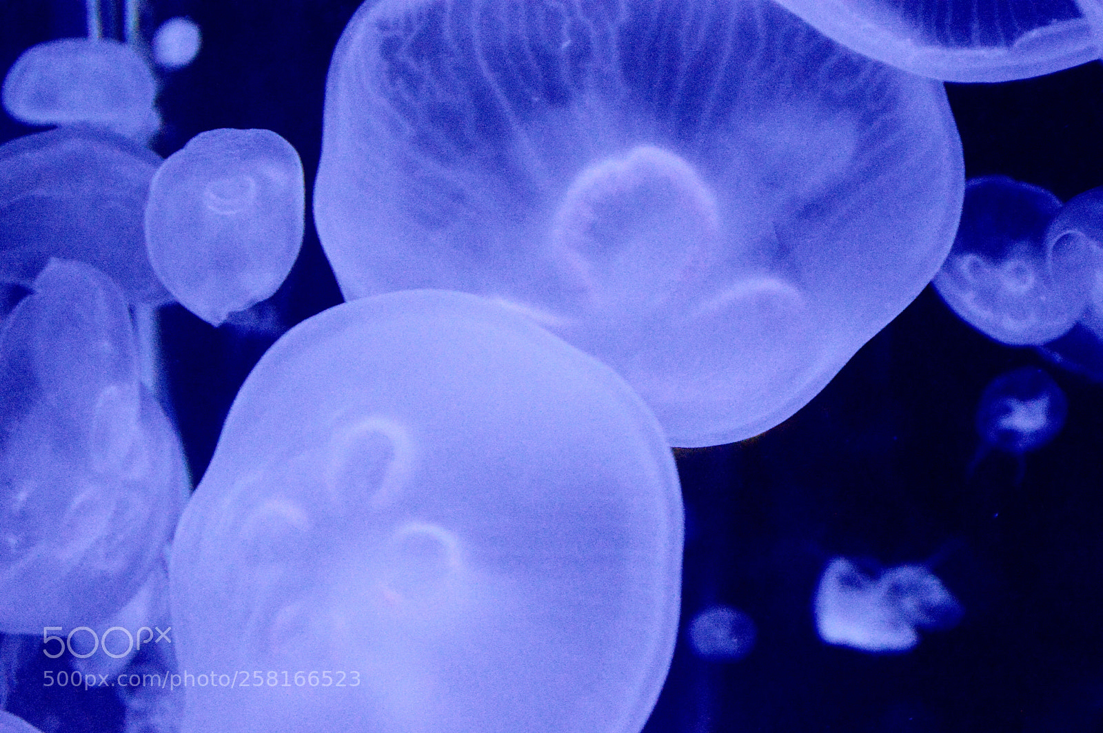 Nikon D3200 sample photo. Jellyfish photography