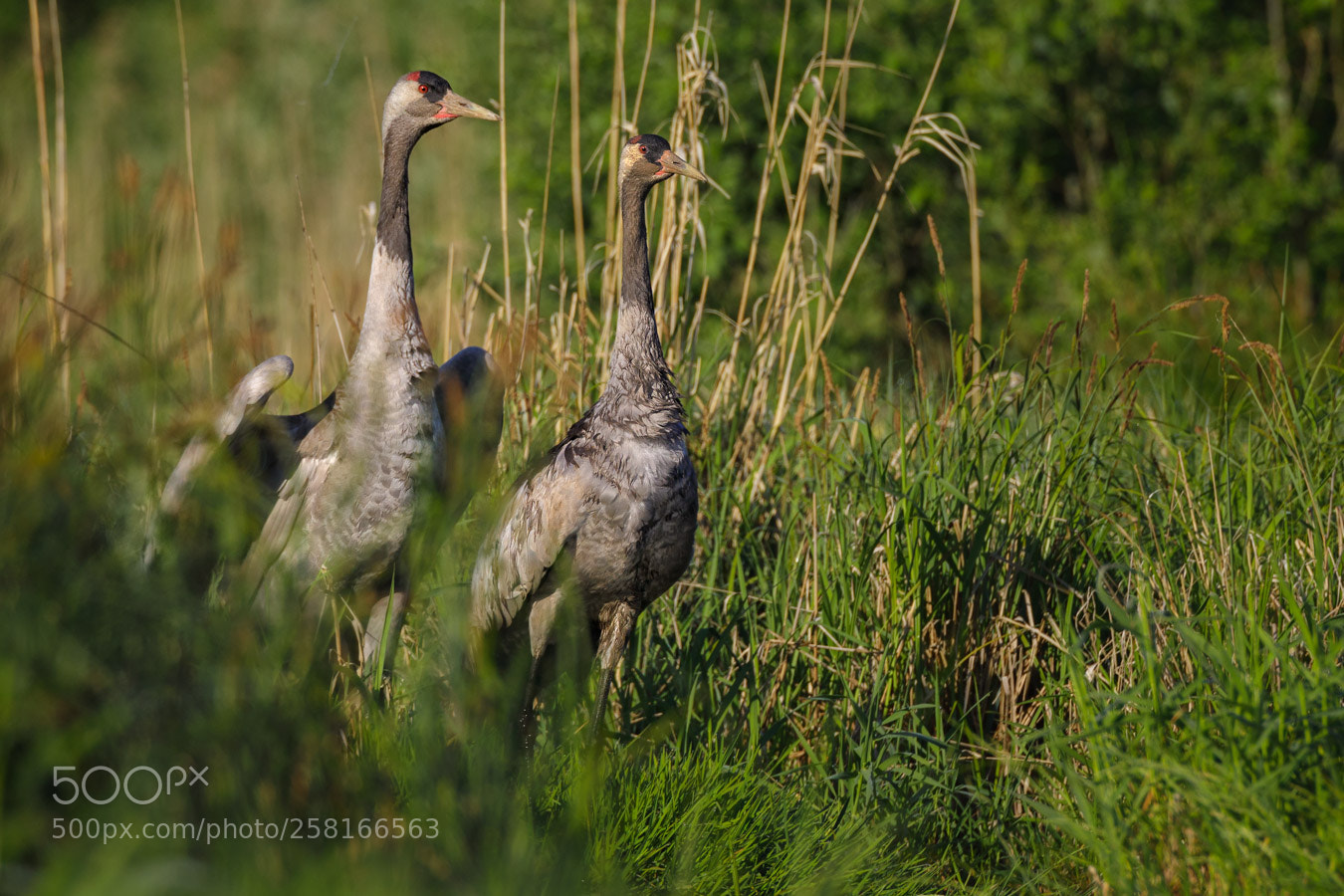 Canon EOS 5D Mark IV sample photo. Cranes photography
