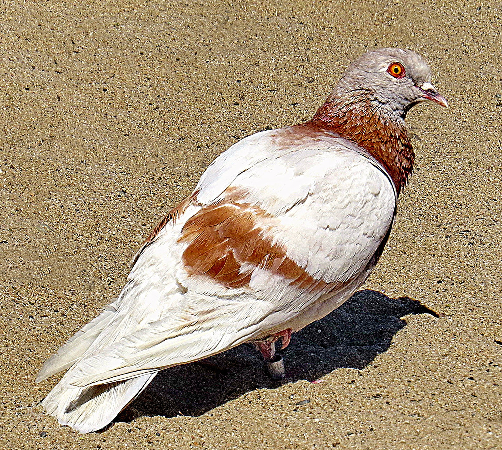 Canon PowerShot SX50 HS sample photo. A white and brown photography