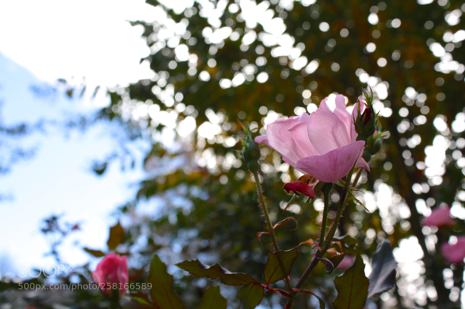Canon EOS 1000D (EOS Digital Rebel XS / EOS Kiss F) sample photo. Untitled photography