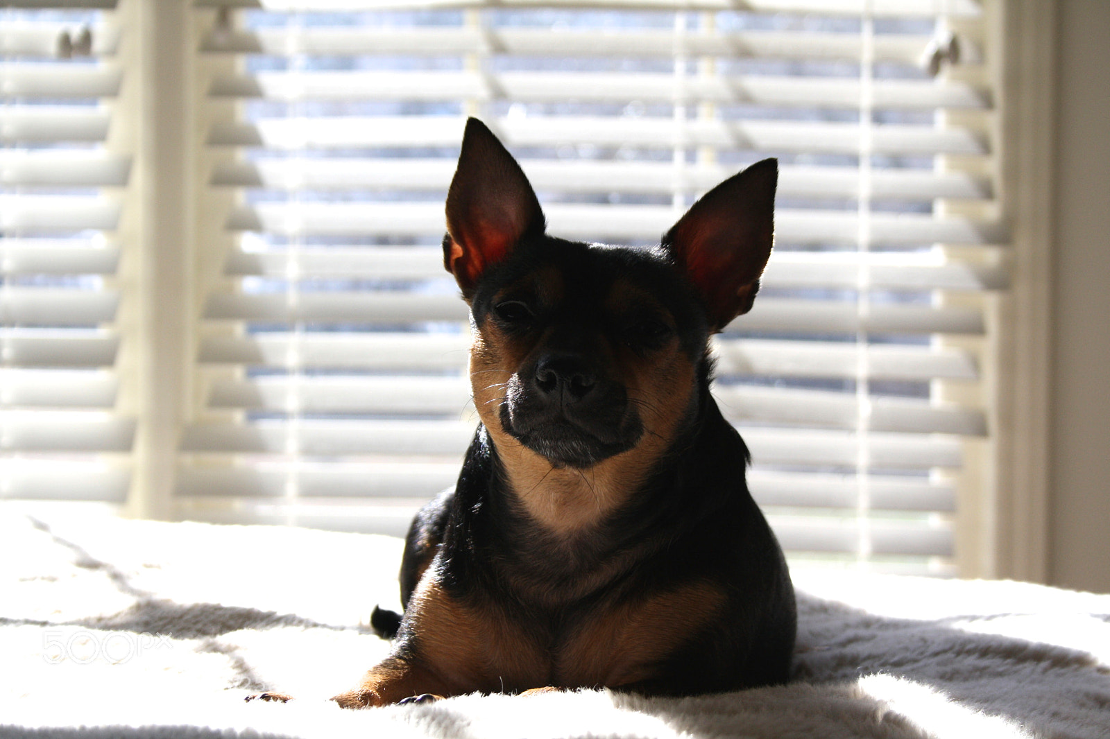 Canon EOS 1000D (EOS Digital Rebel XS / EOS Kiss F) sample photo. Untitled photography