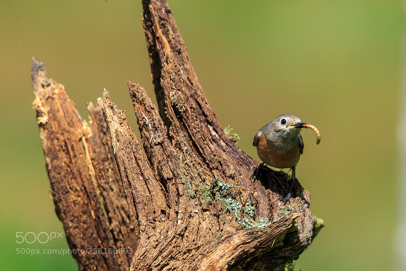 Canon EOS-1D X sample photo. Female common redstart with photography