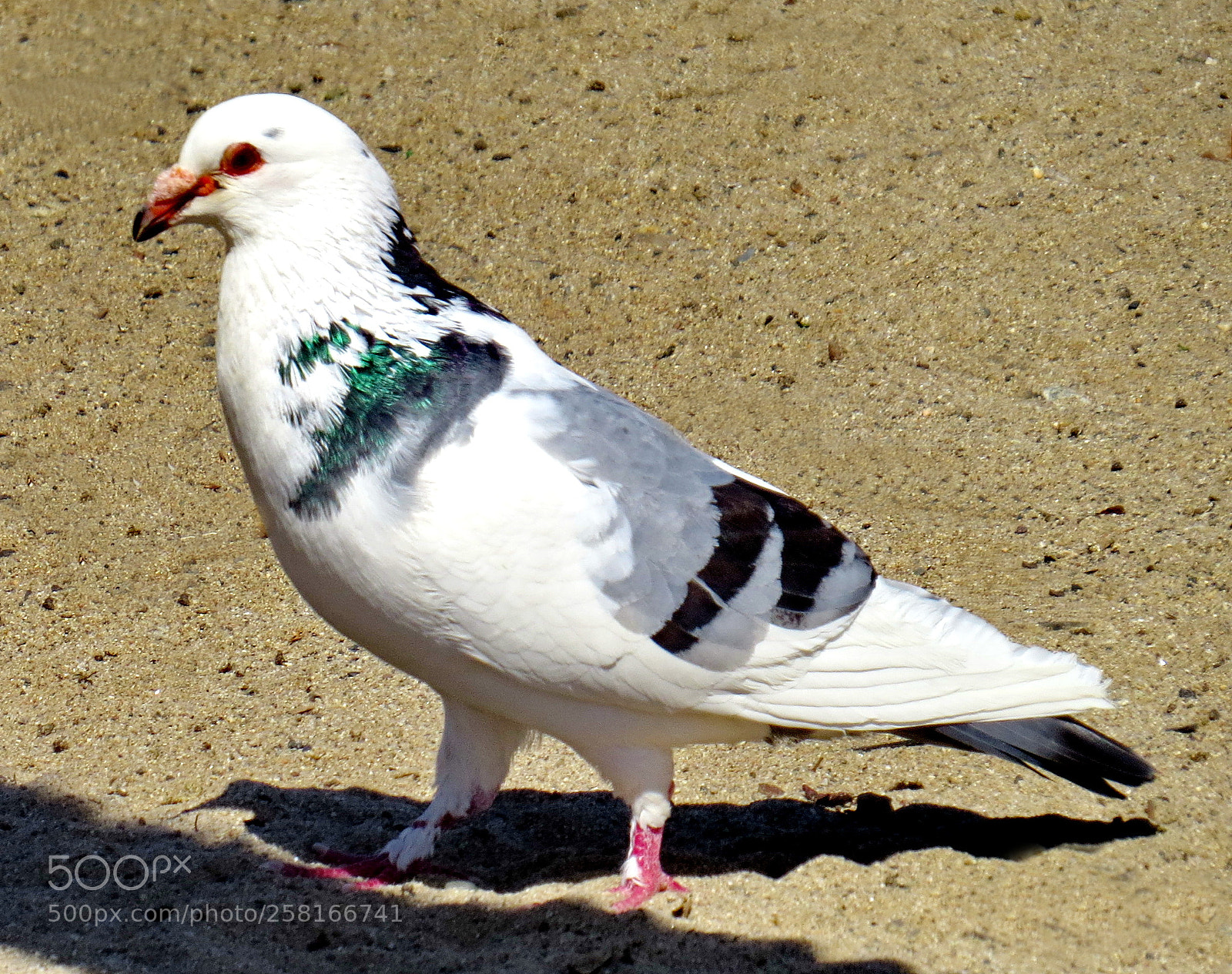 Canon PowerShot SX50 HS sample photo. Green and white pigeon photography