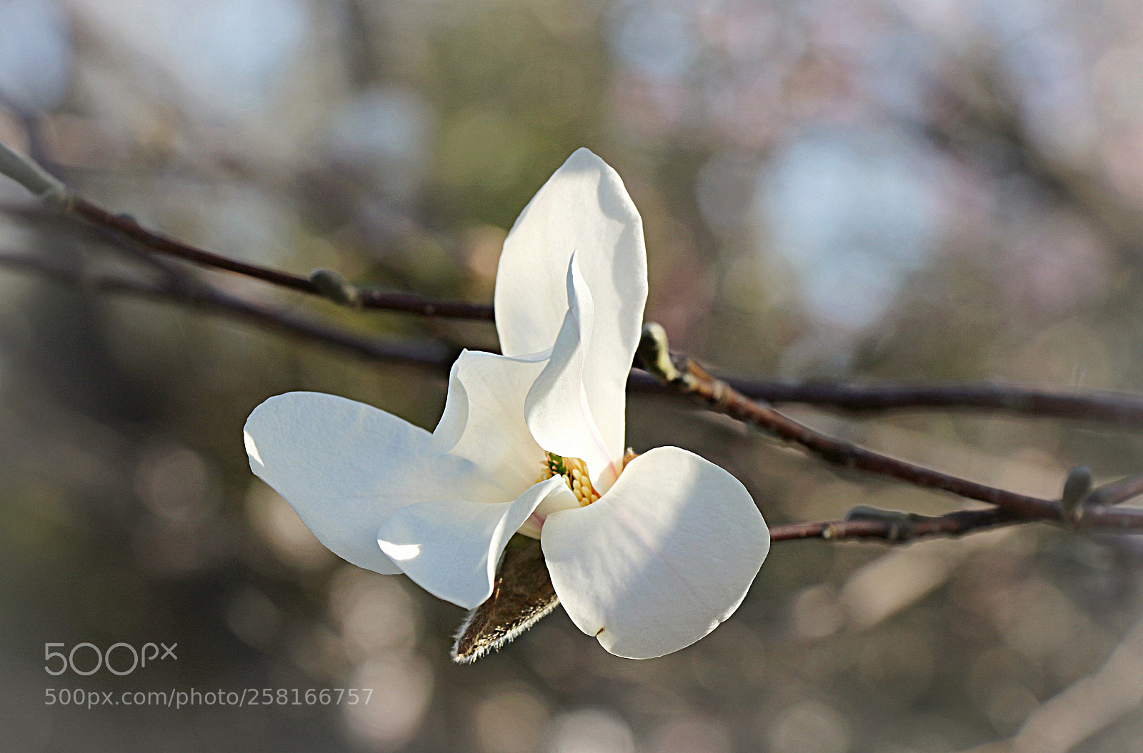 Canon EOS 70D sample photo. Spring is in the photography