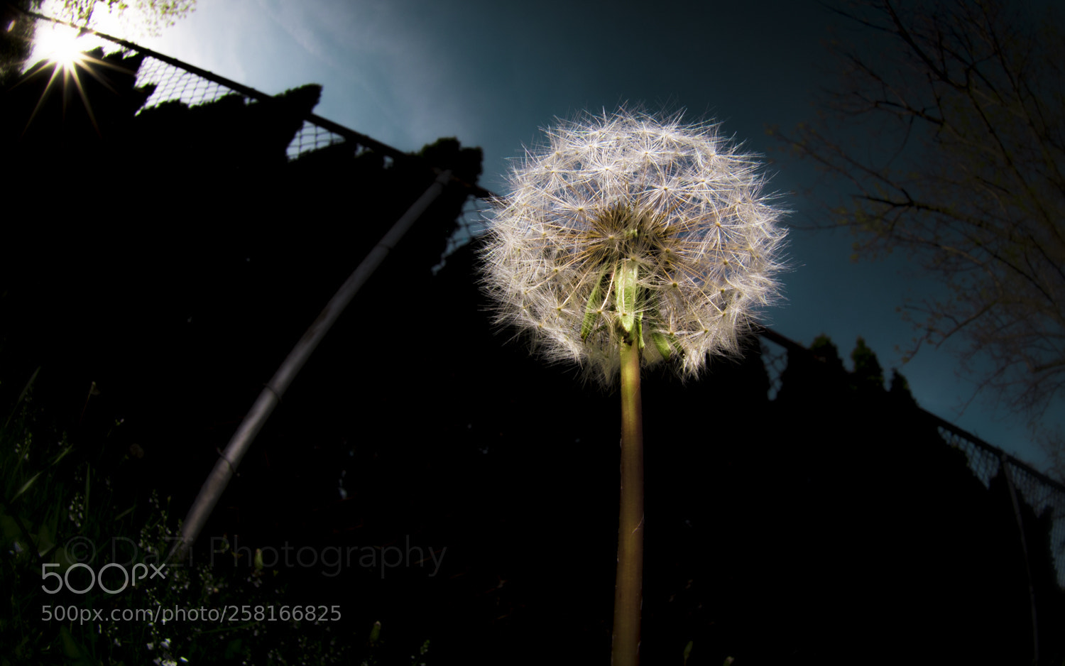 Nikon D750 sample photo. Dehydrated photography