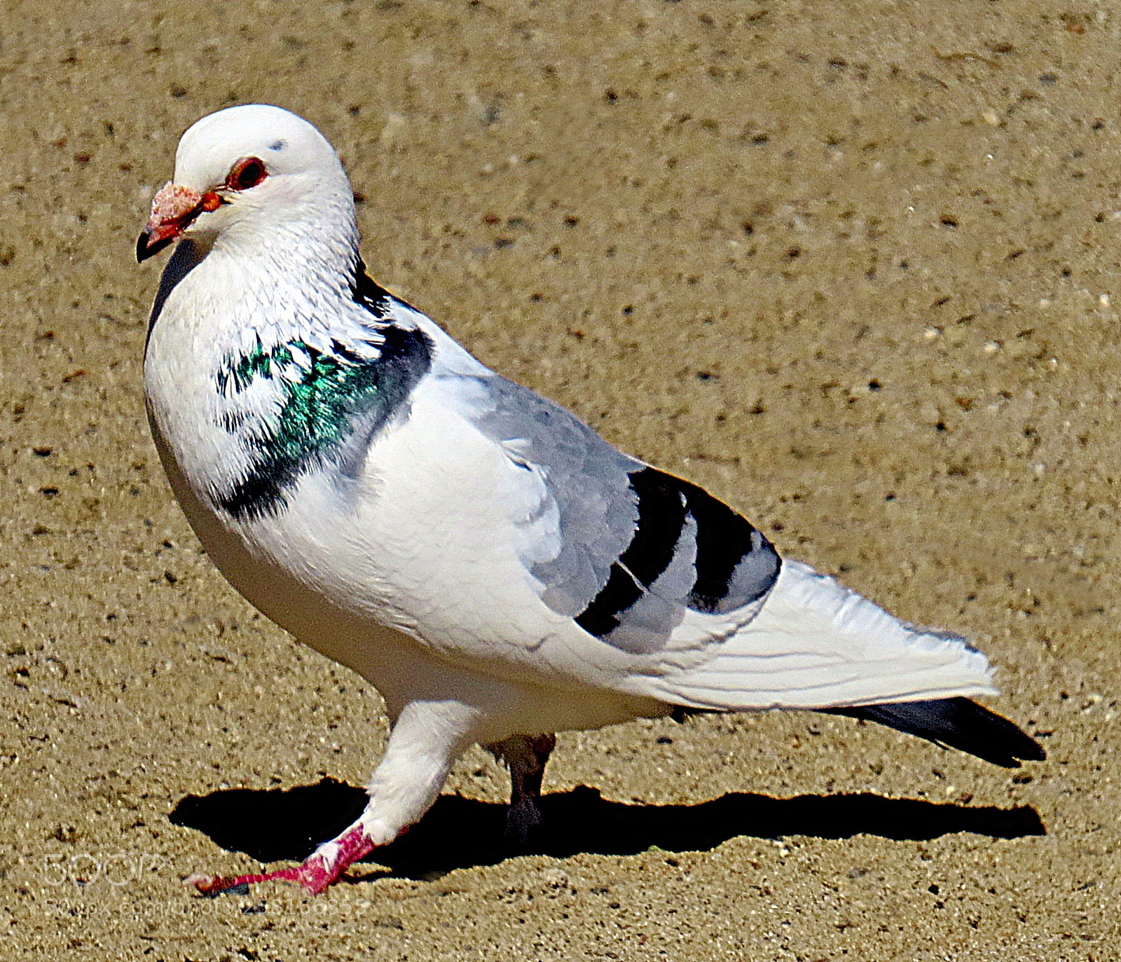 Canon PowerShot SX50 HS sample photo. Green and white pigeon photography