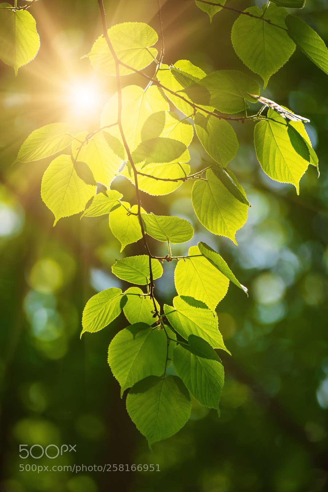 Nikon D750 sample photo. Sunny green leaves photography