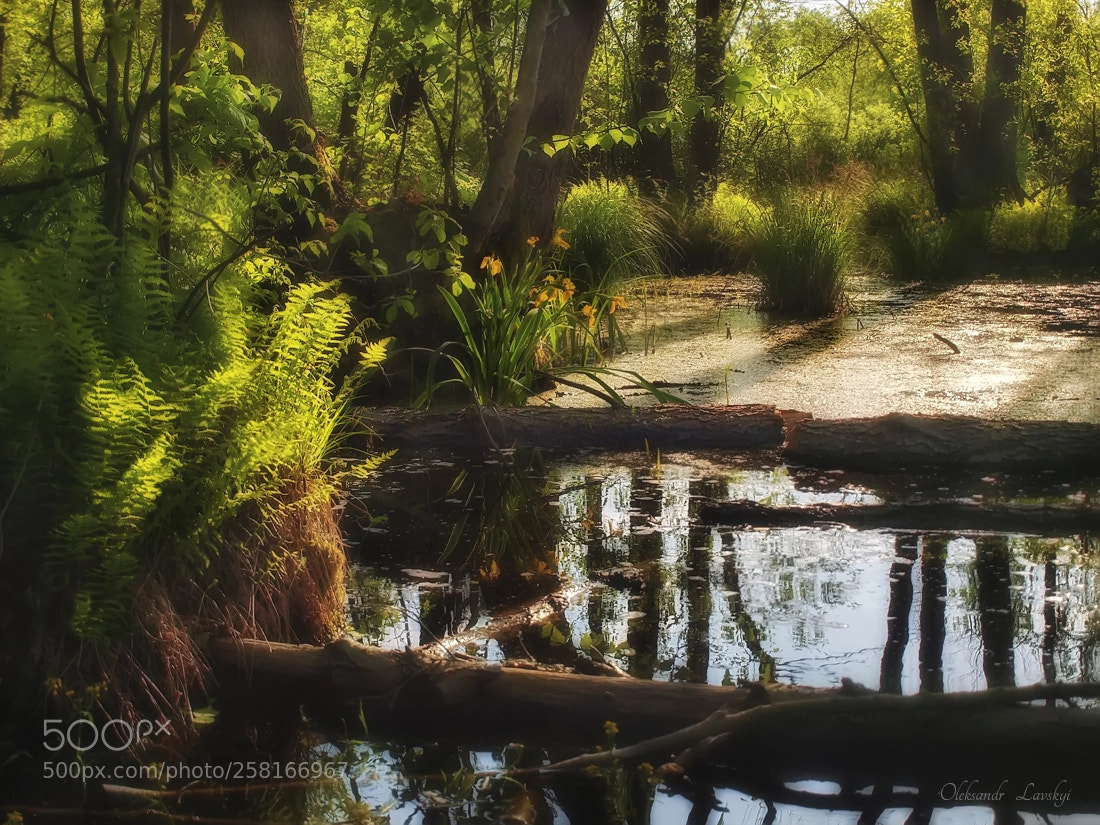 Olympus E-3 sample photo. Blooming swamp photography