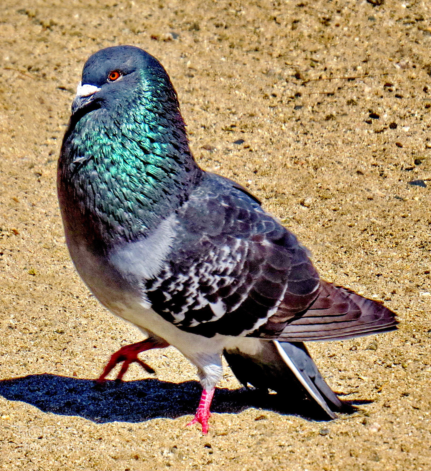 Canon PowerShot SX50 HS sample photo. Green and blue pigeon photography