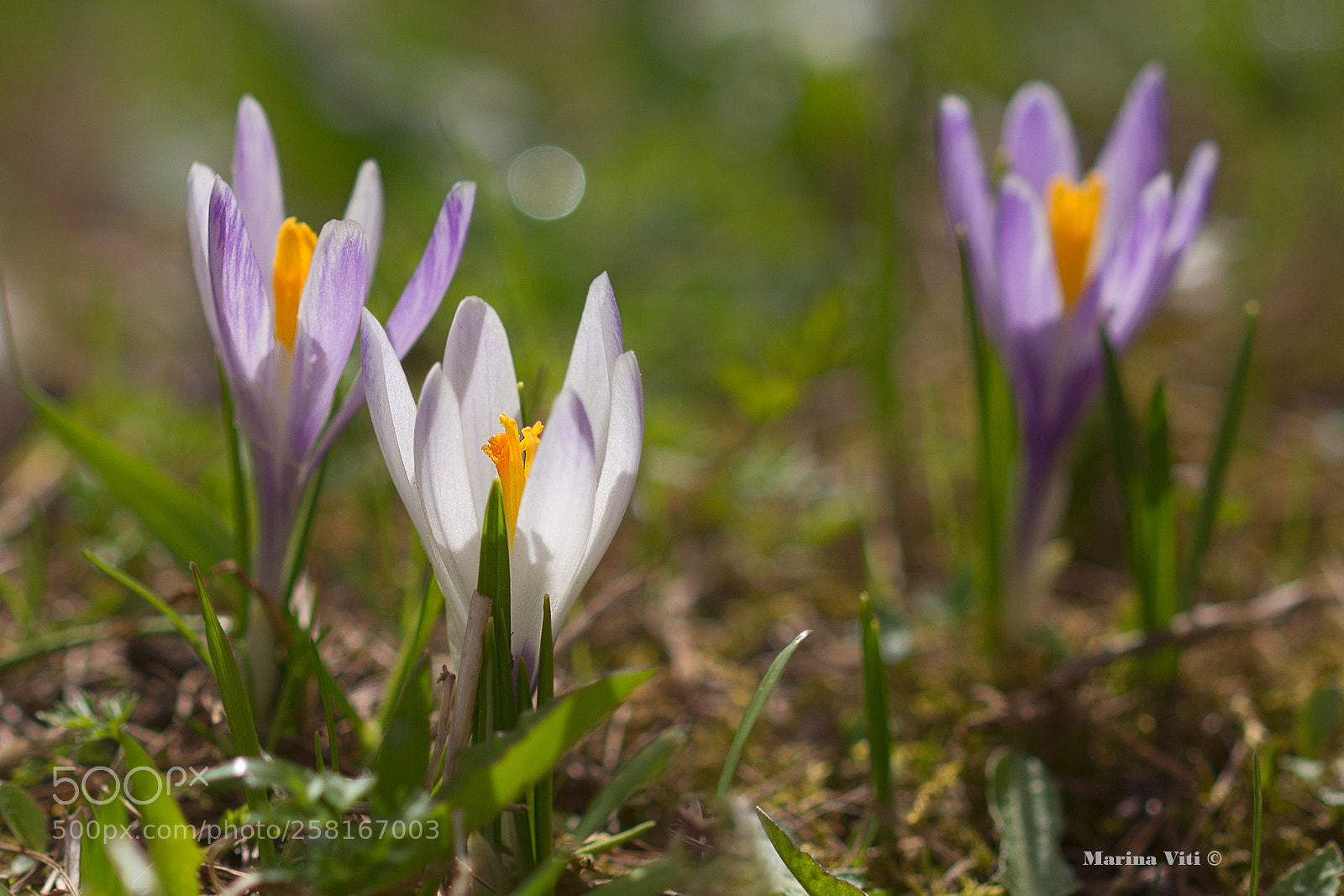 Canon EOS 6D sample photo. Mountain spring photography