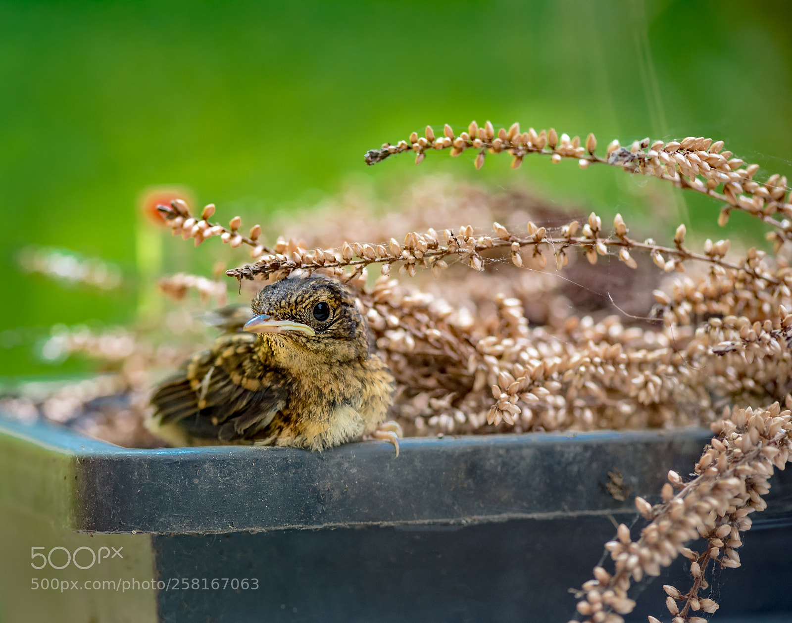 Nikon D750 sample photo. Rotkehlen kücken photography