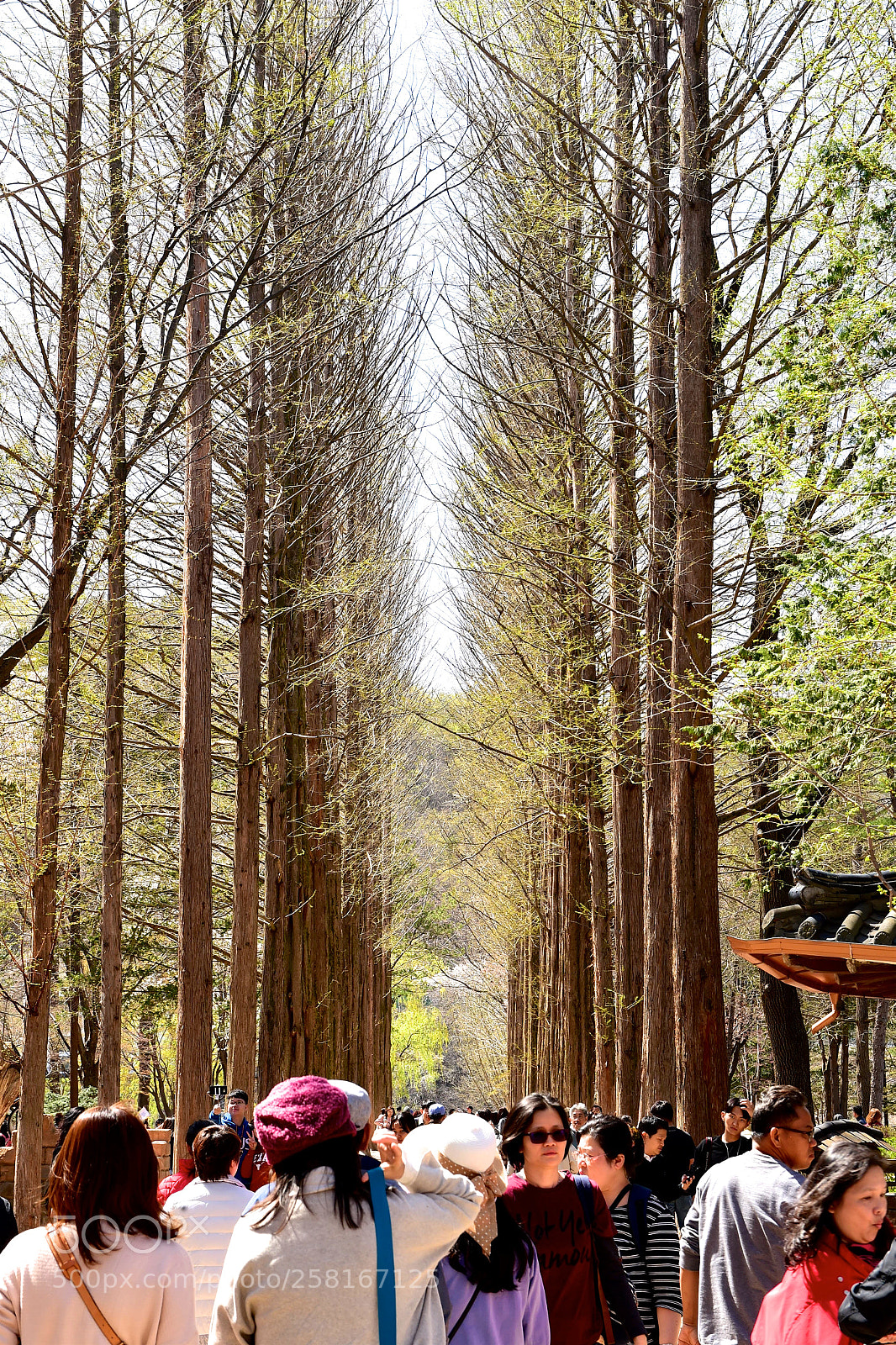 Nikon D4S sample photo. Tree wall photography
